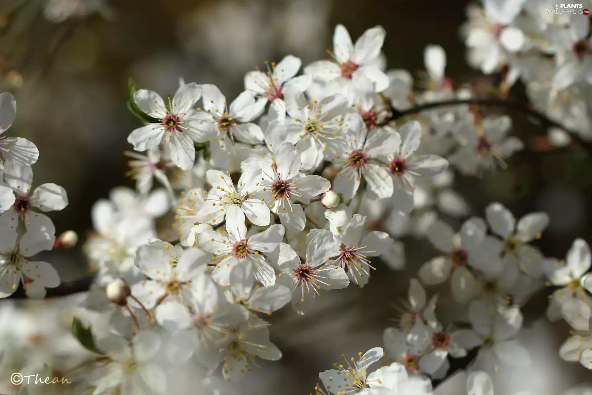 trees, White, Flowers, fruit