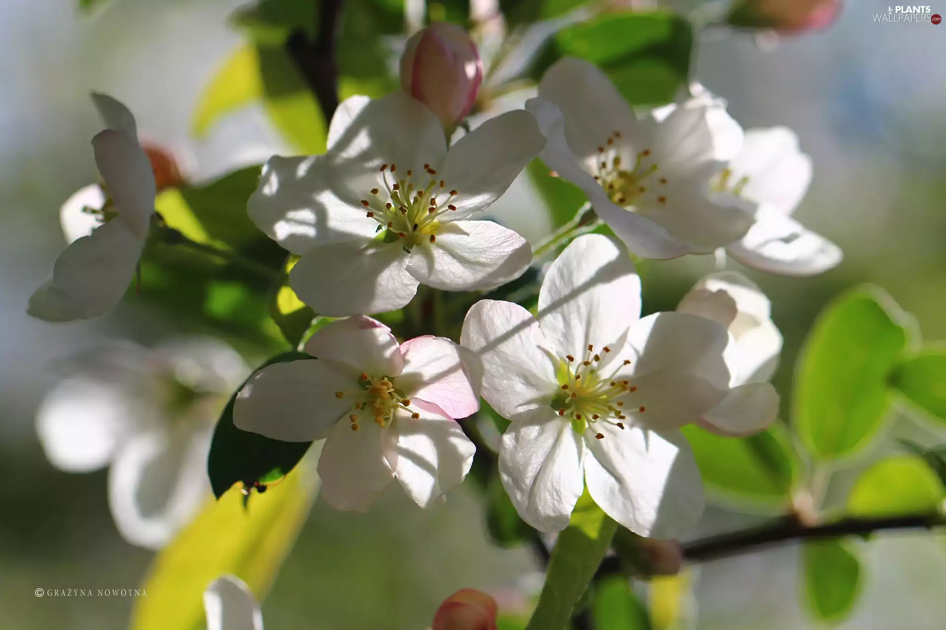 trees, White, Flowers, fruit