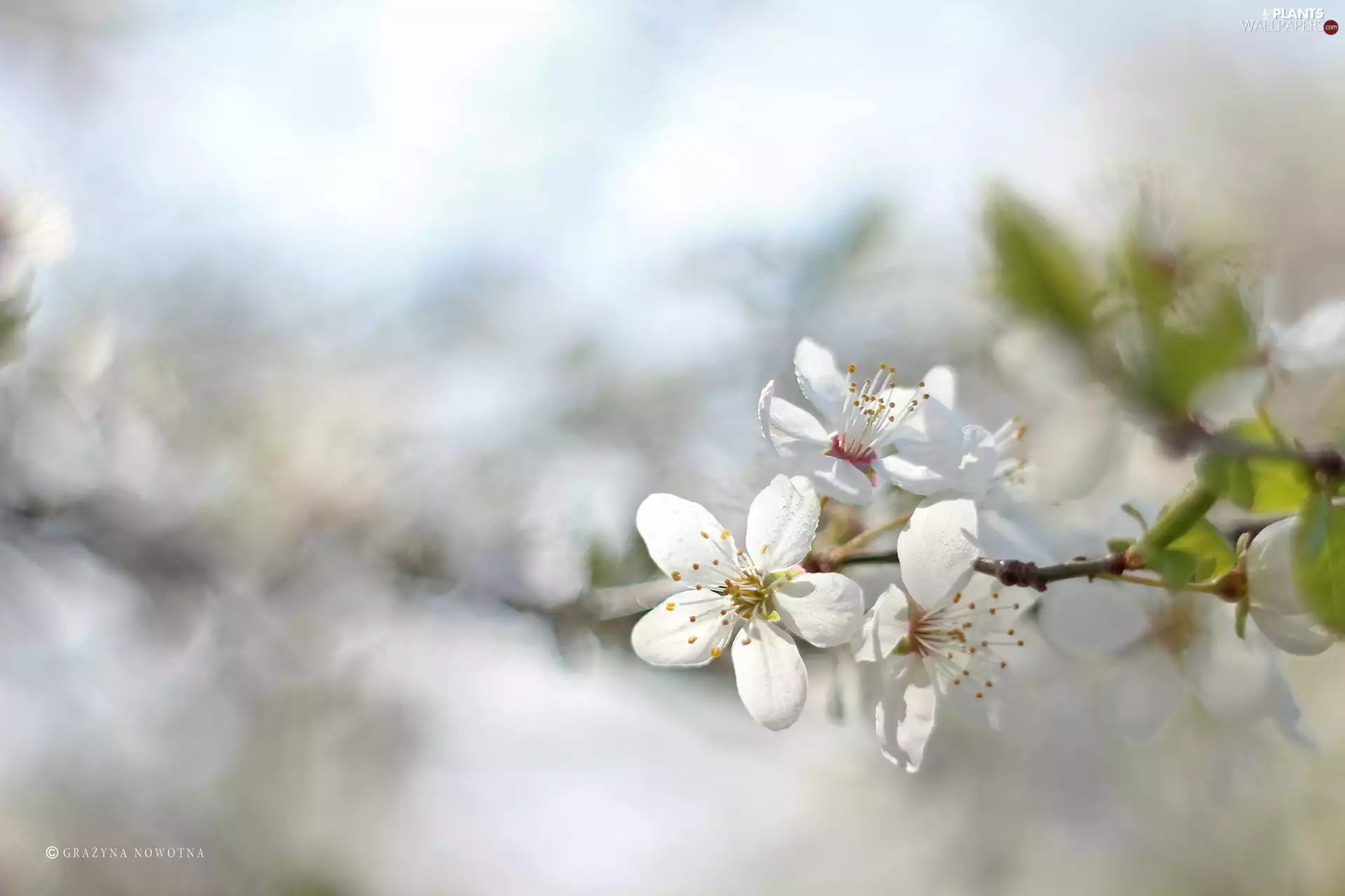 trees, White, Flowers, fruit