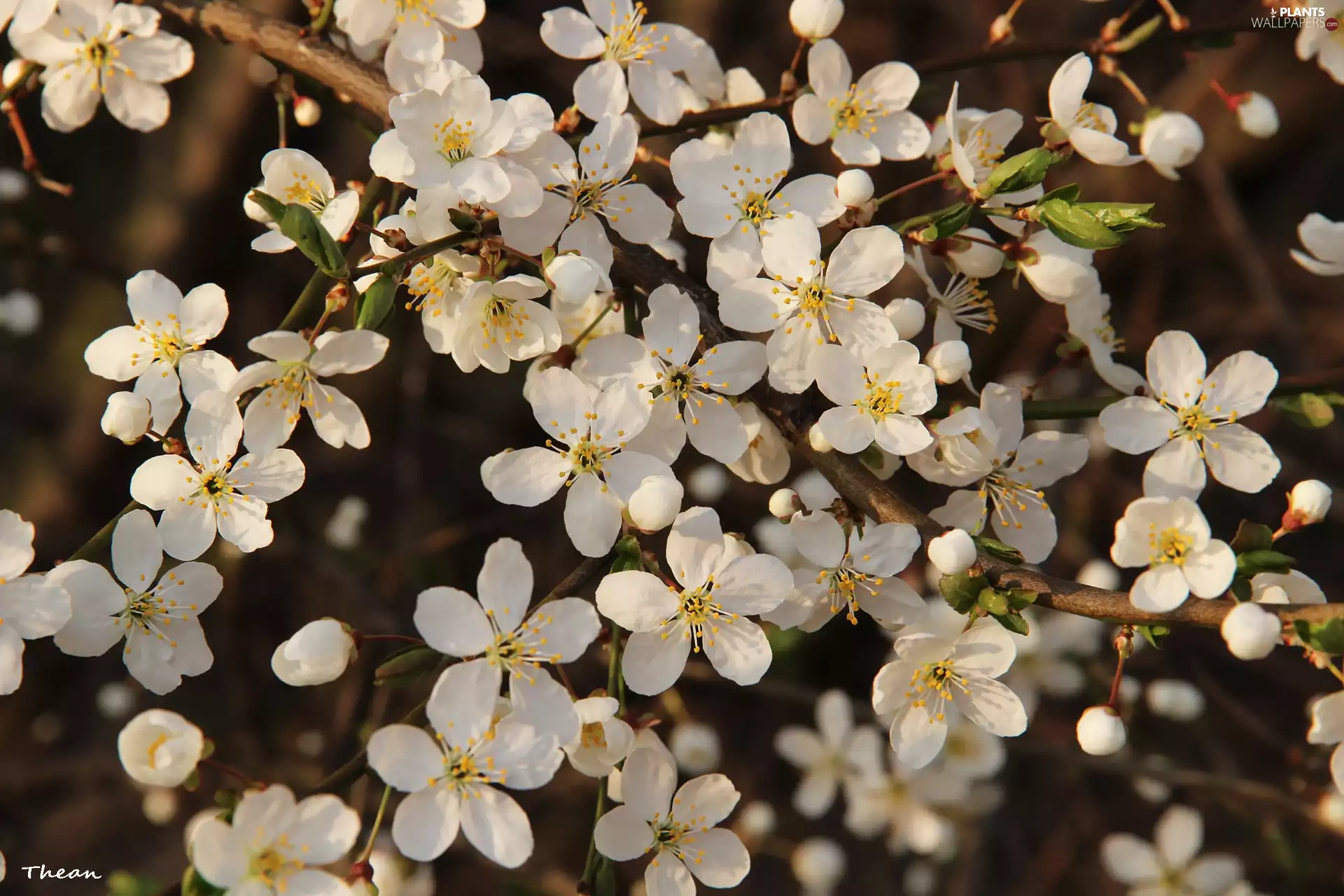 trees, White, Flowers, fruit
