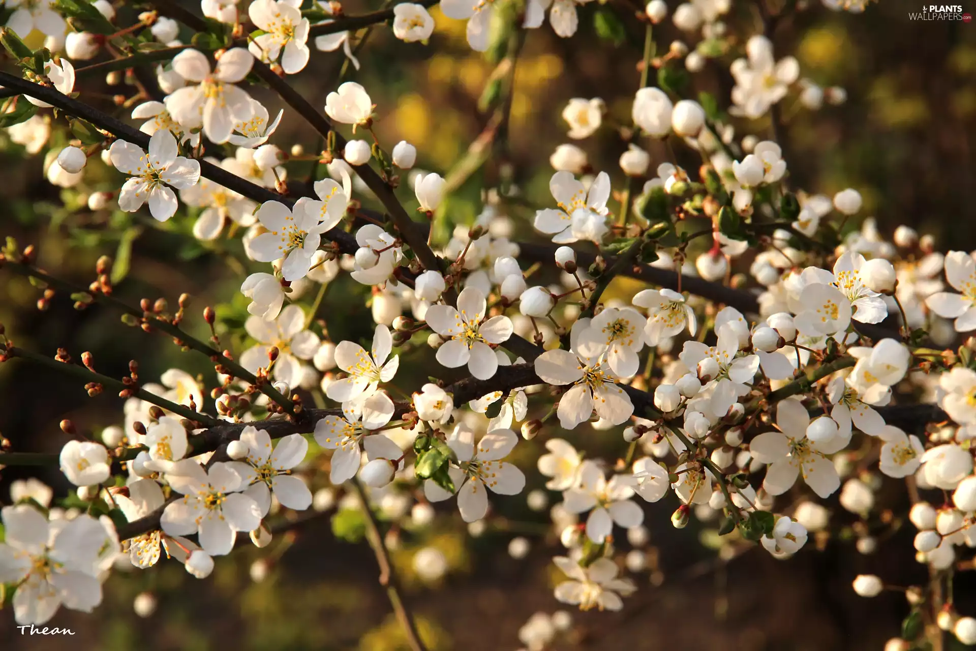 trees, White, Flowers, fruit