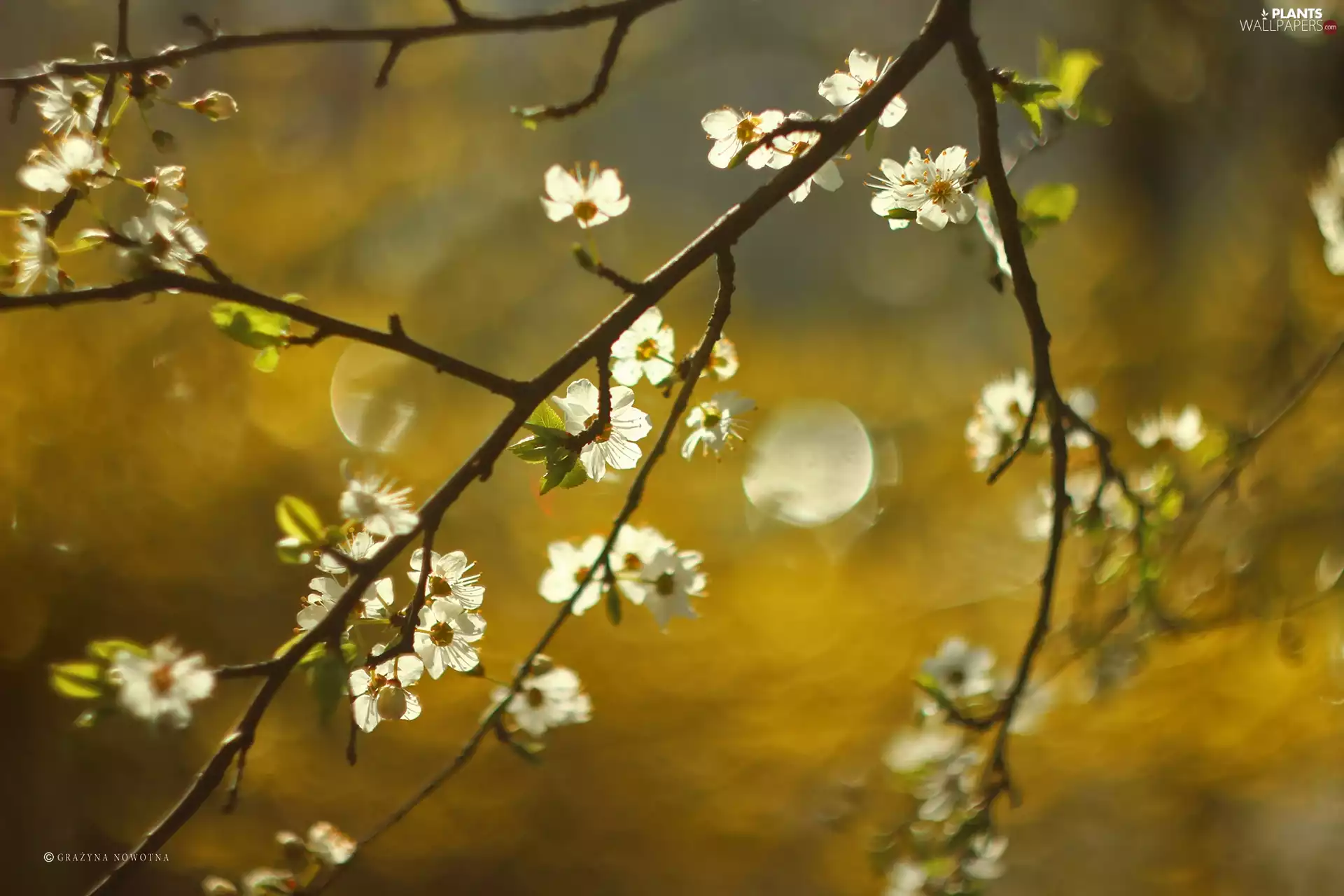 trees, White, Flowers, fruit