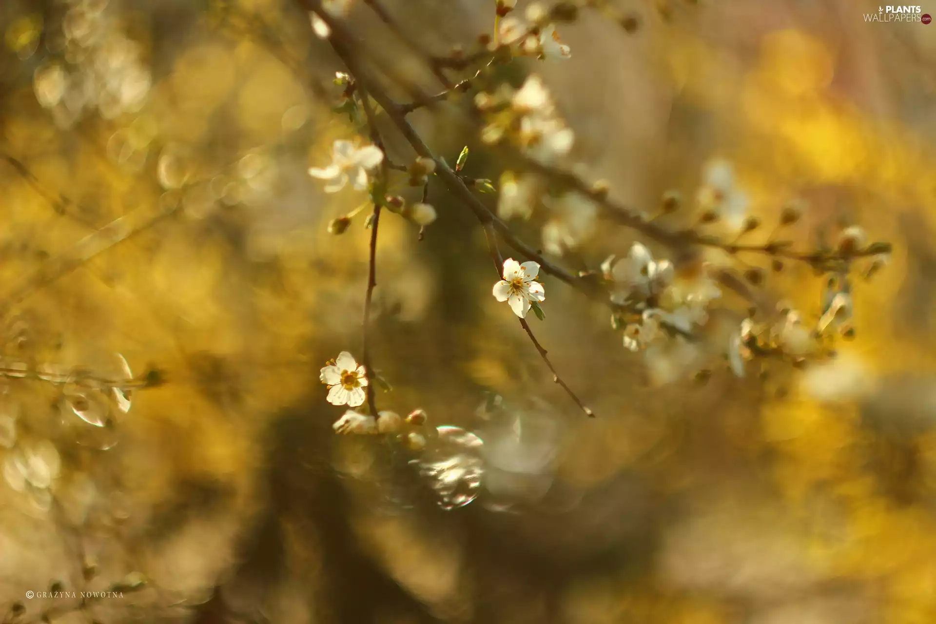 trees, White, Flowers, fruit