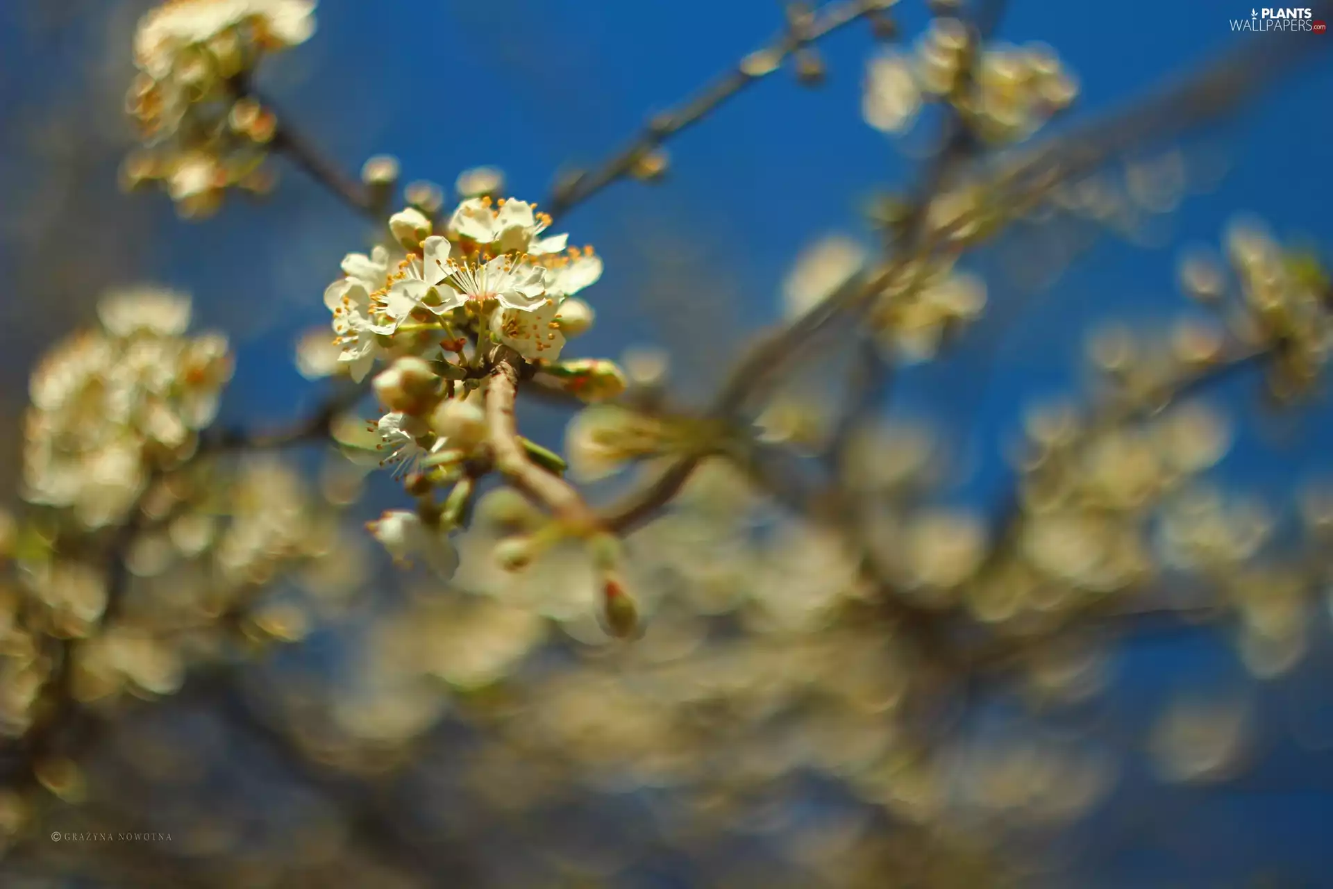 trees, White, Flowers, fruit