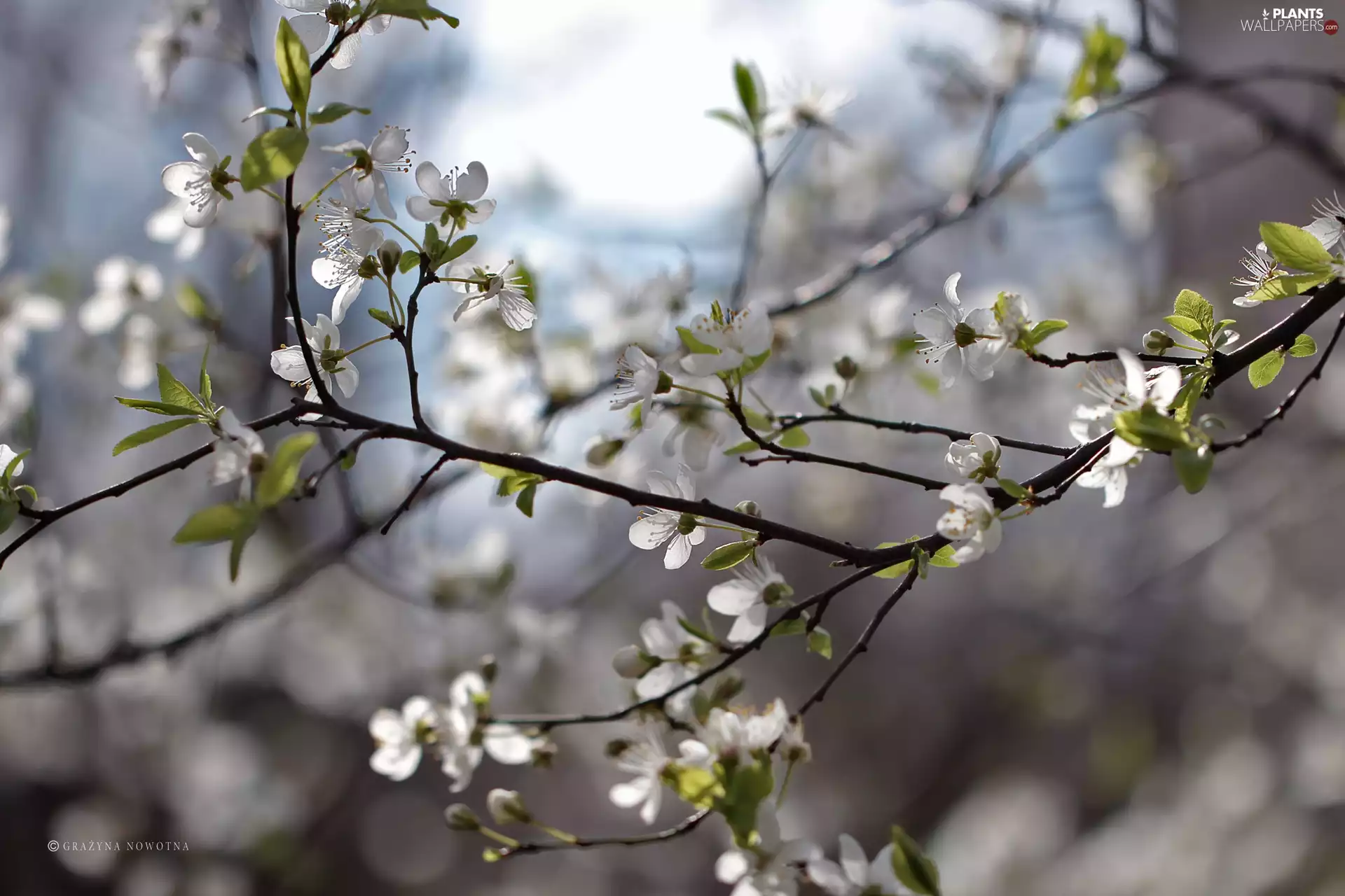 trees, White, Flowers, fruit