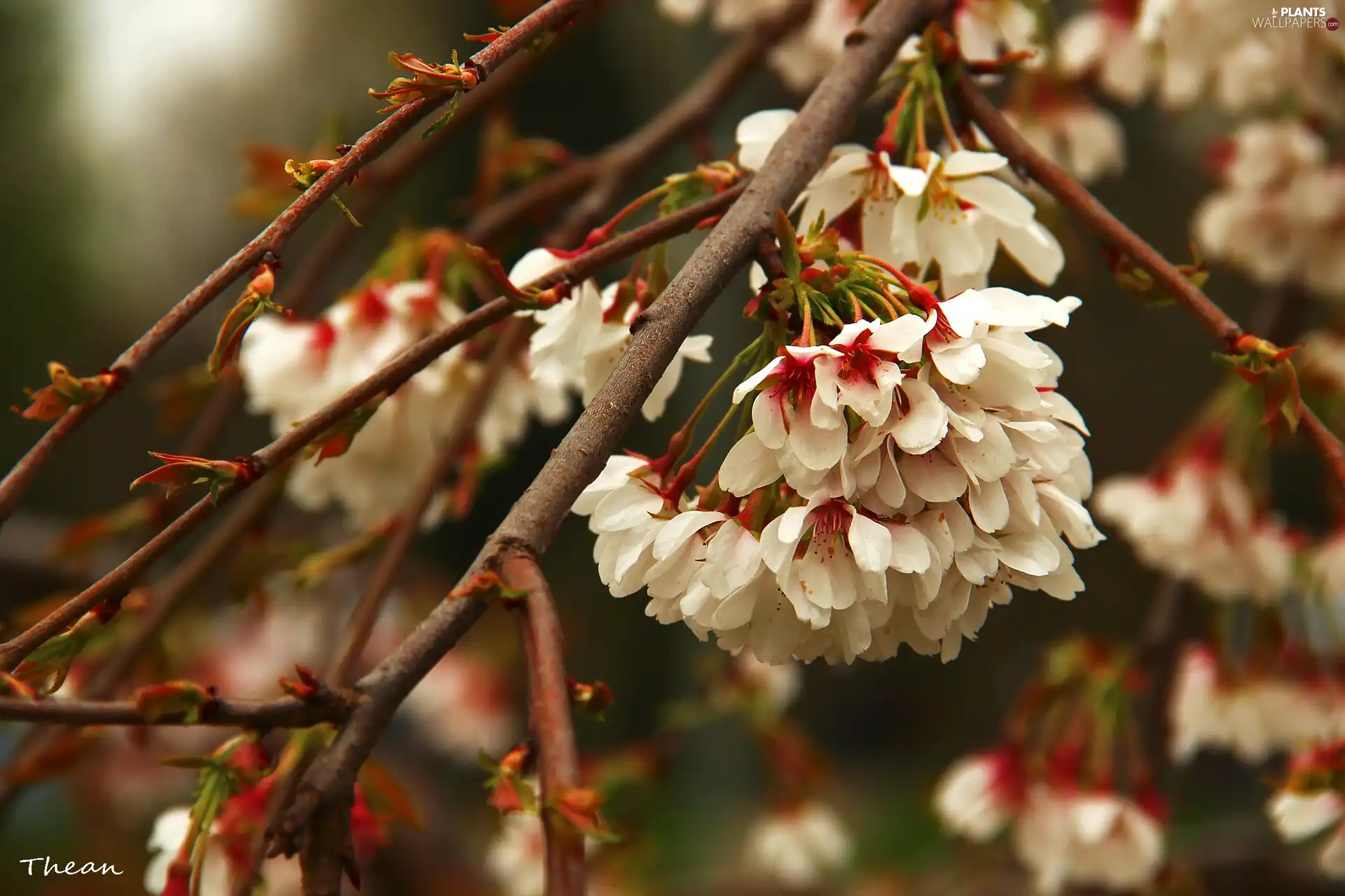 fruit, Flowers, trees