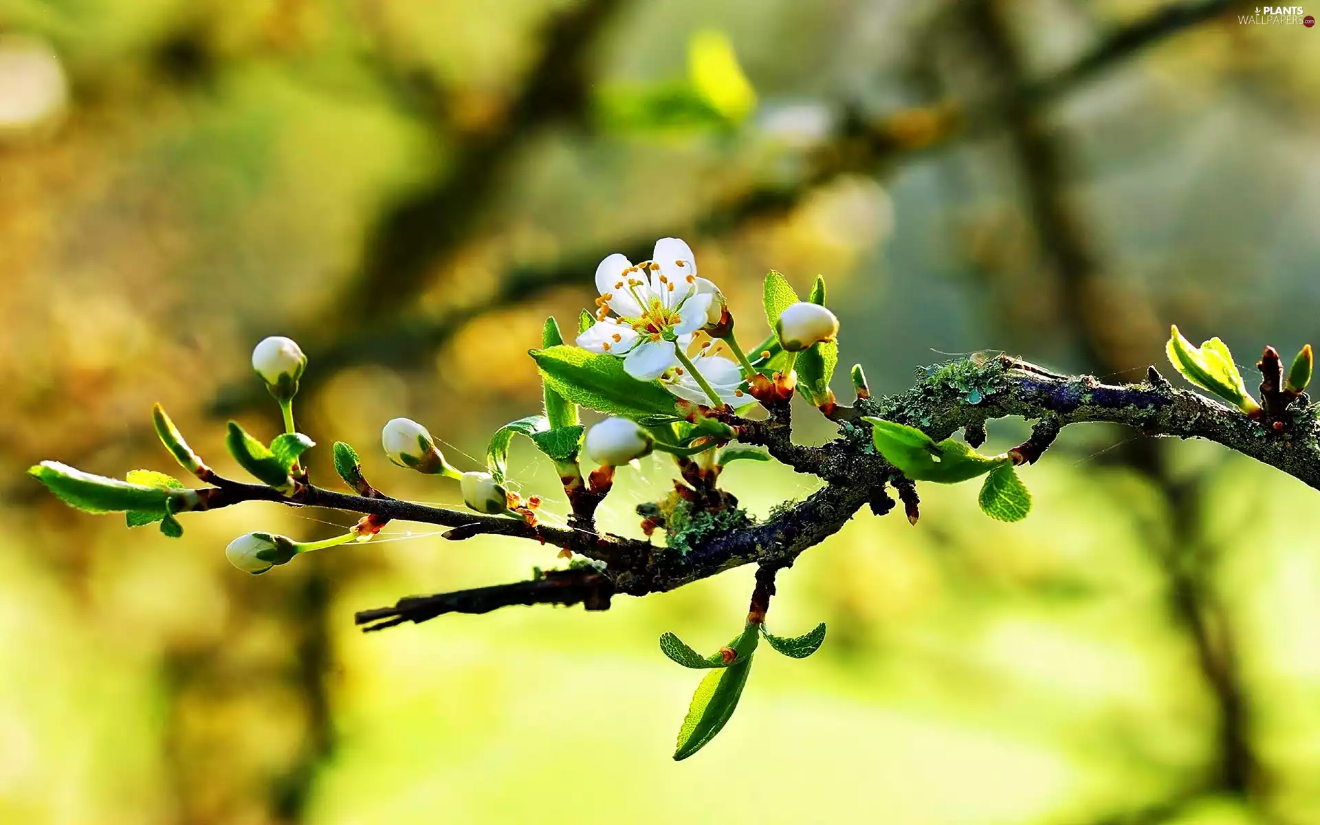 trees, Blossoming, twig, fruit