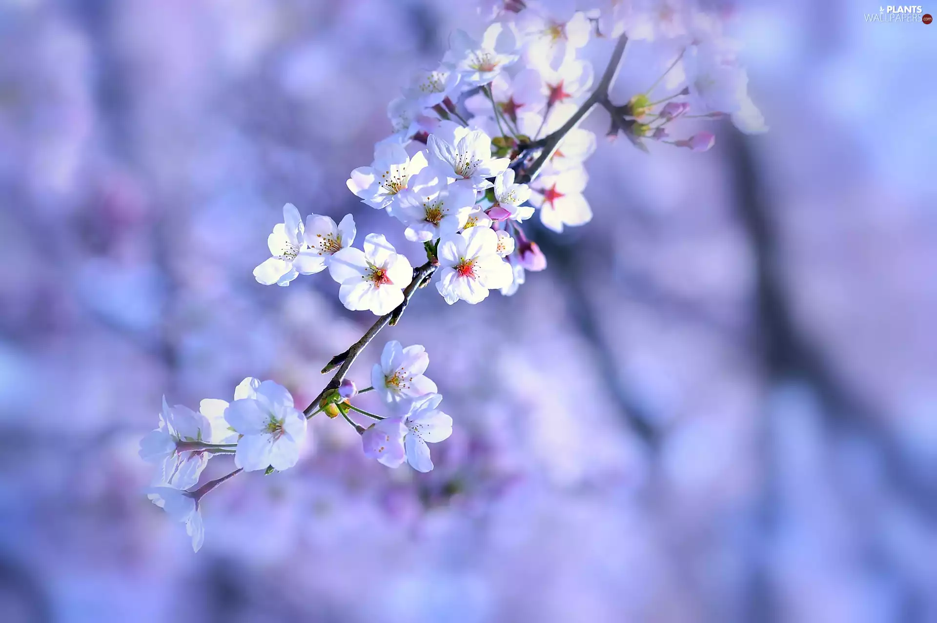 trees, Blossoming, twig, fruit