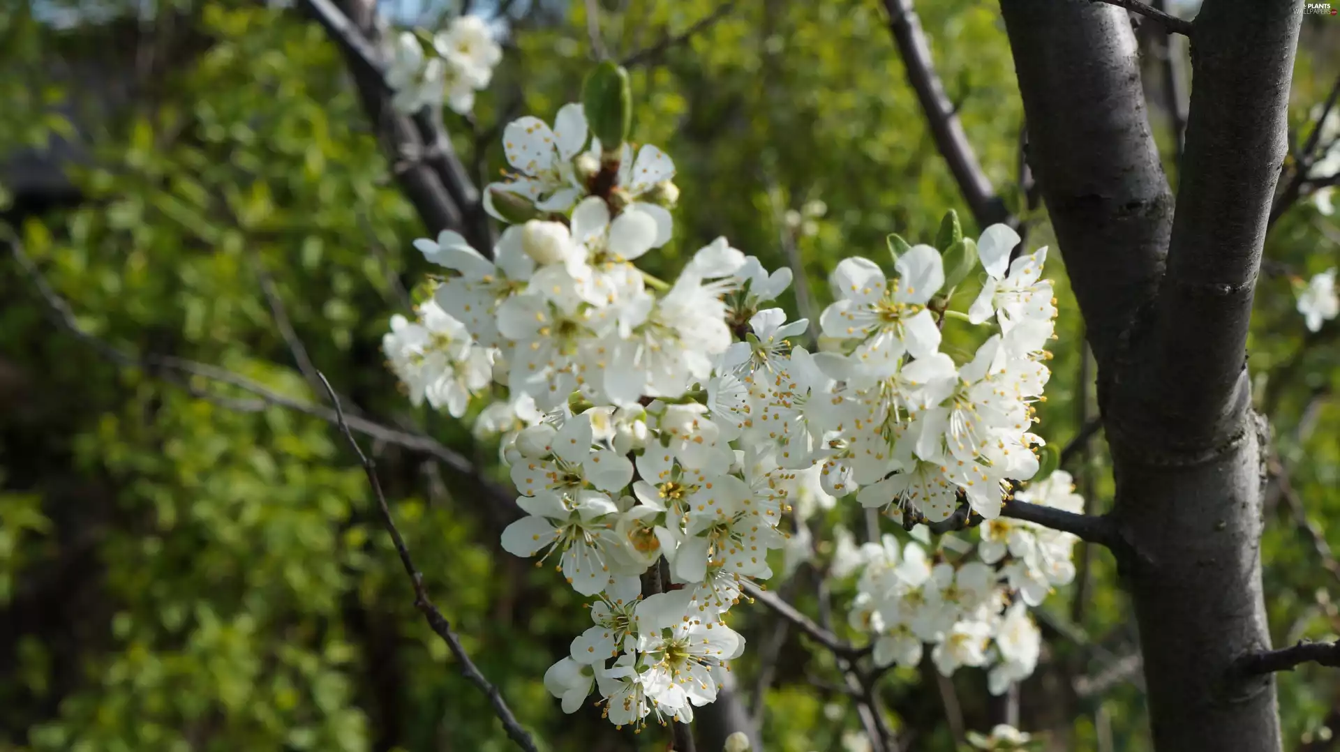 trees, Flowers, twig, fruit