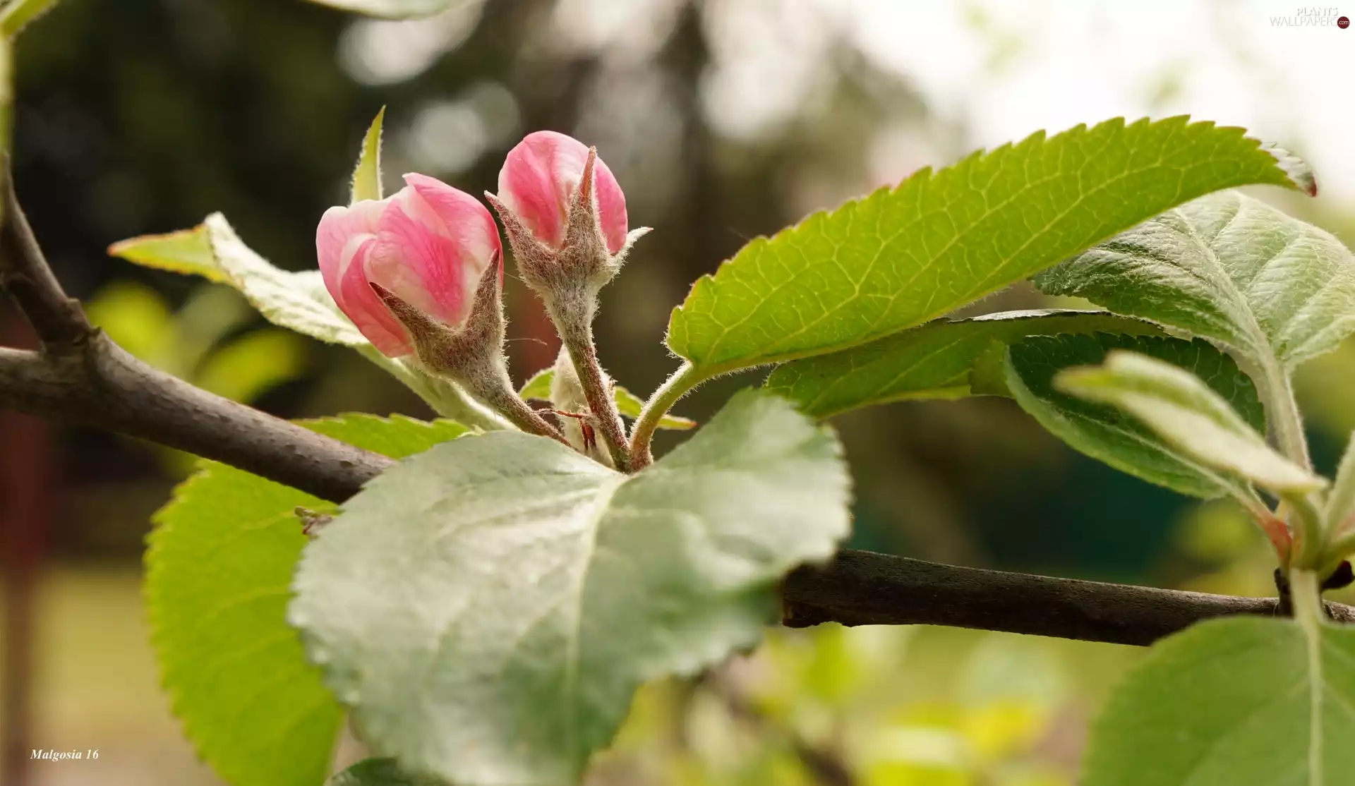 Leaf, twig, trees, fruit, Buds, green ones