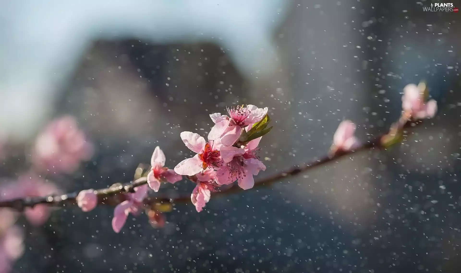 cherry, drops, Flowers, Fruit Tree, twig
