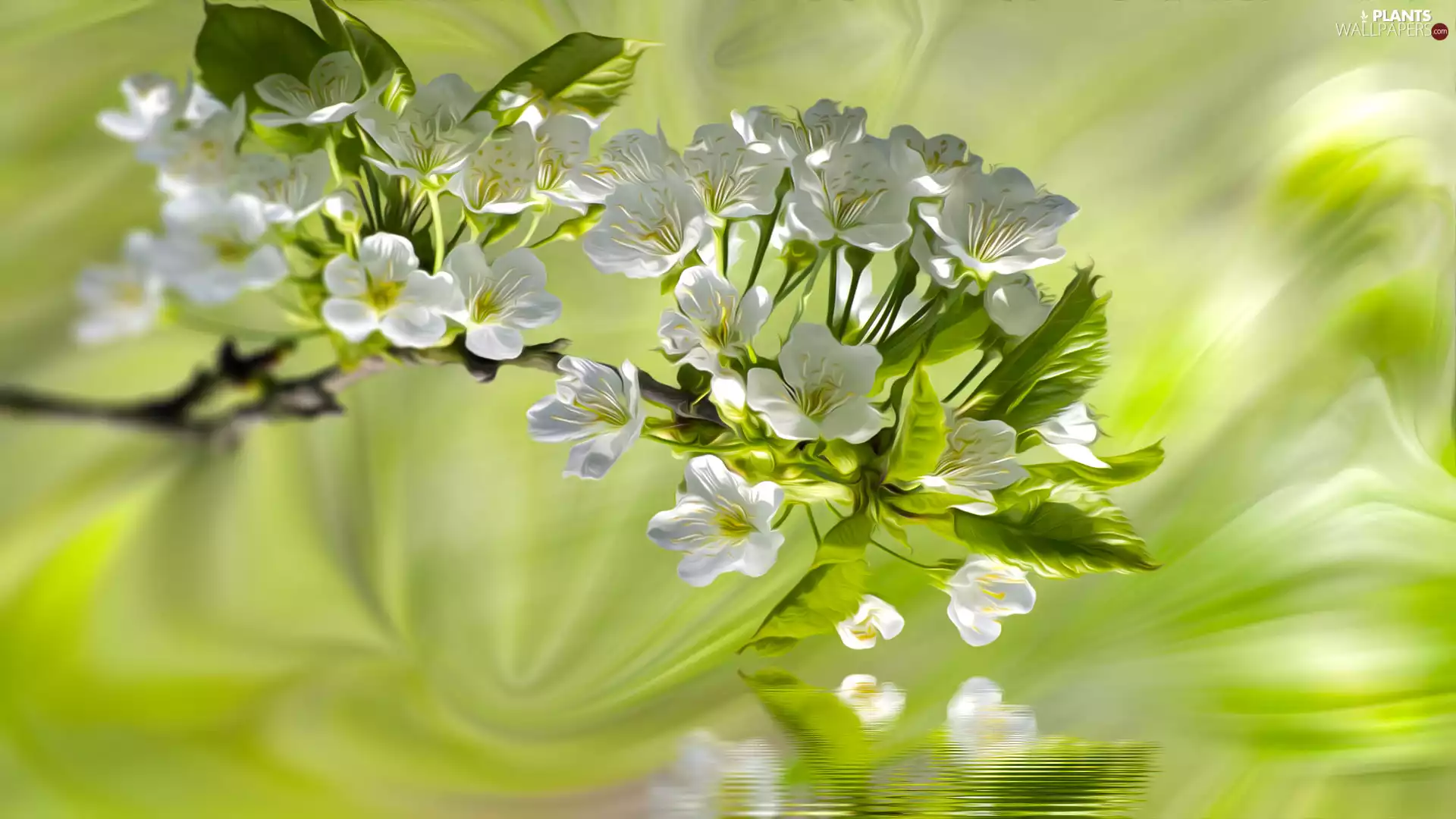 Flowers, cherries, Graphic Fruit Tree, twig