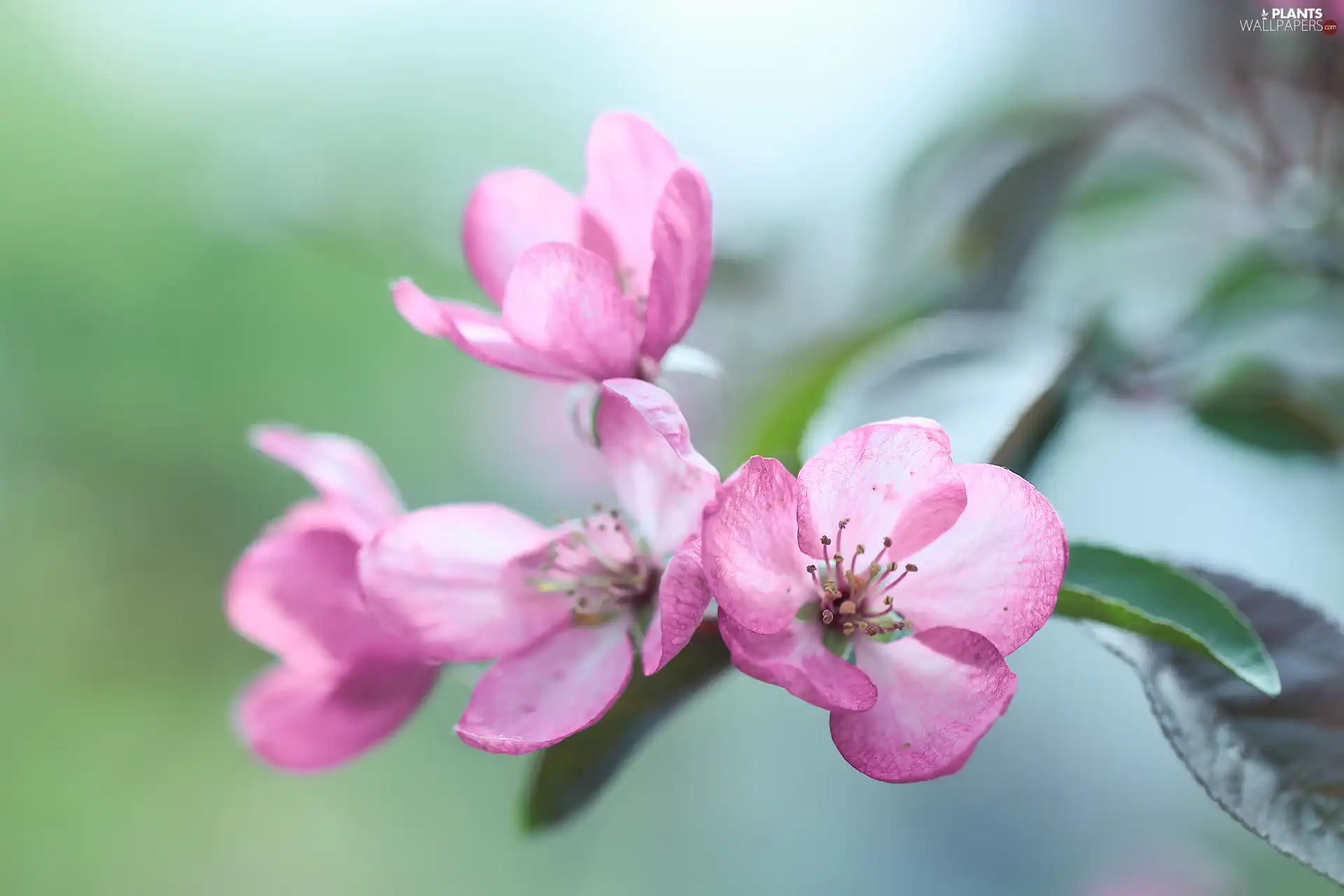 fruit, twig, Flowers, trees, Pink