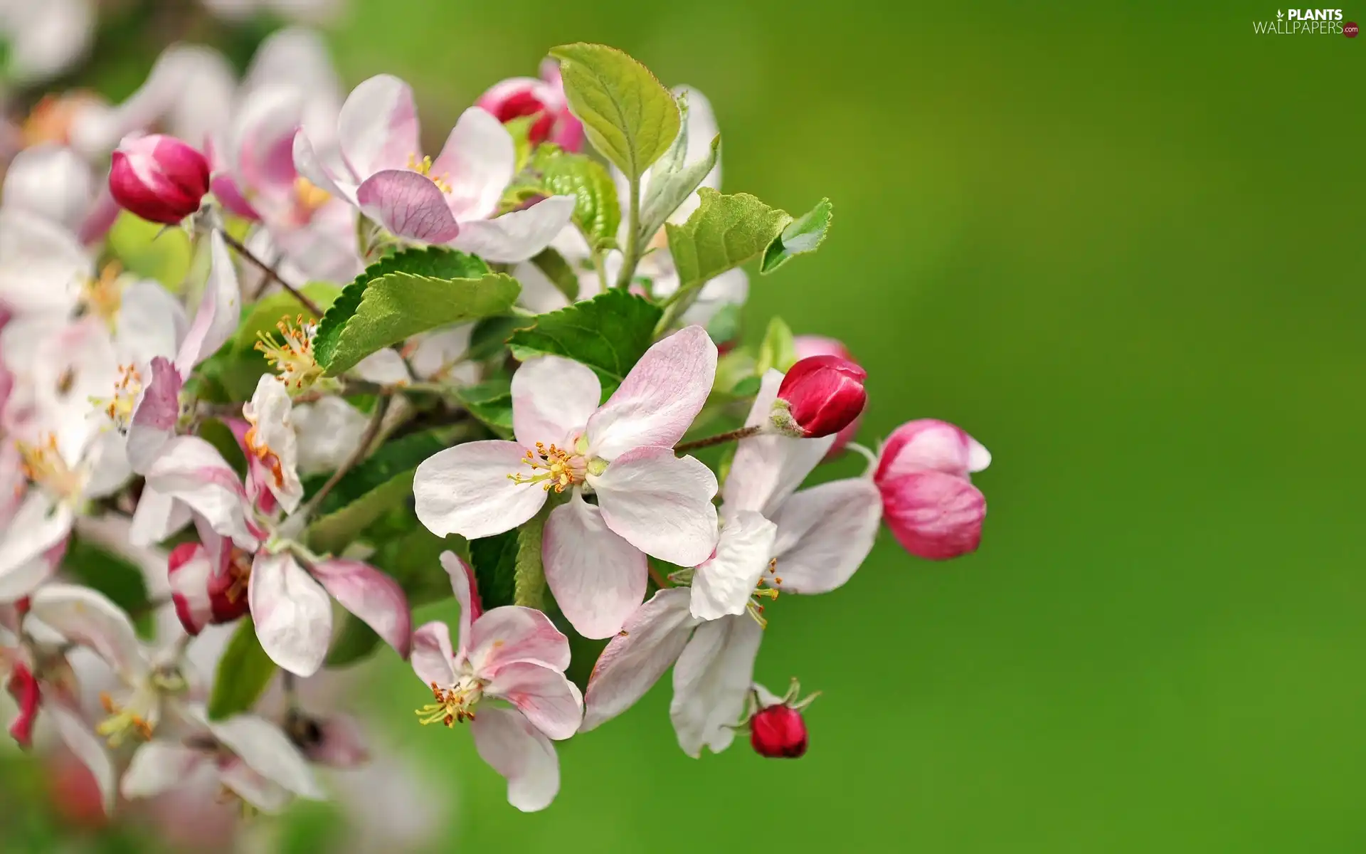 twig, trees, fruit, flourishing