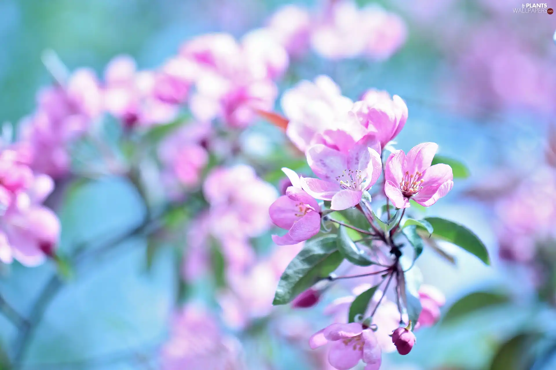 fruit, Twigs, Flowers, trees, Pink