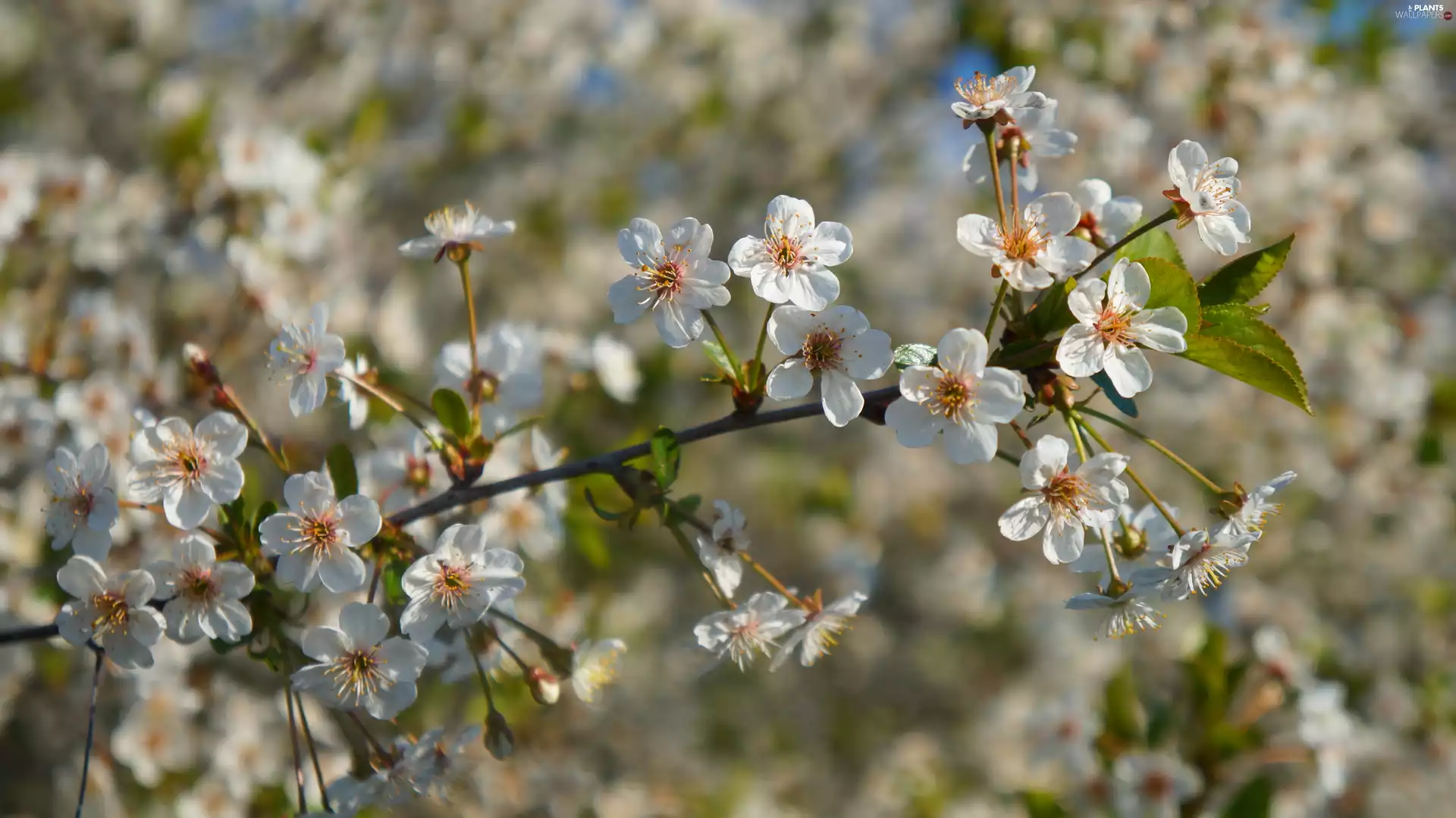 flowery, twig, Flowers, Fruit Tree, White