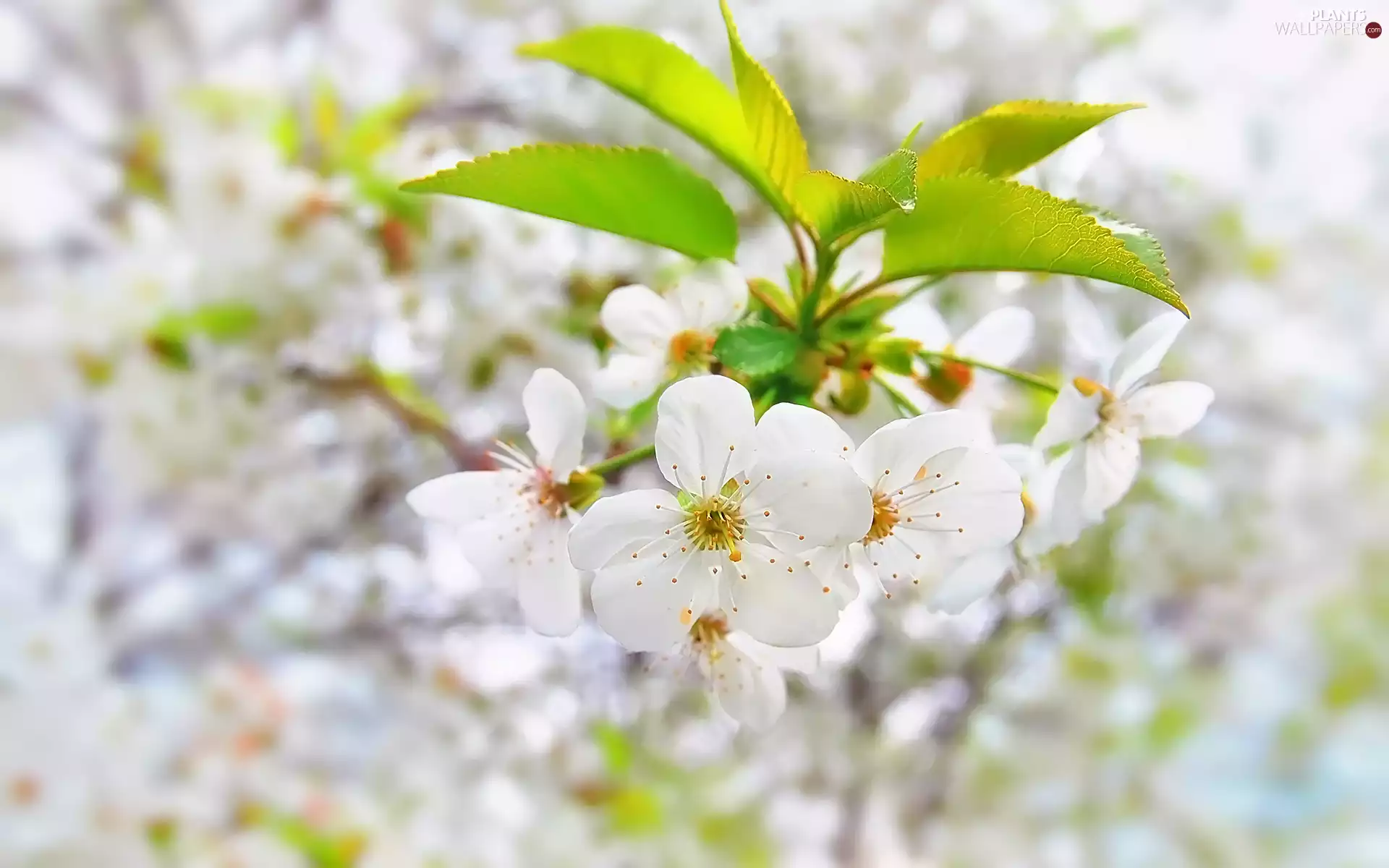 twig, Leaf, Flowers, Fruit Tree, White
