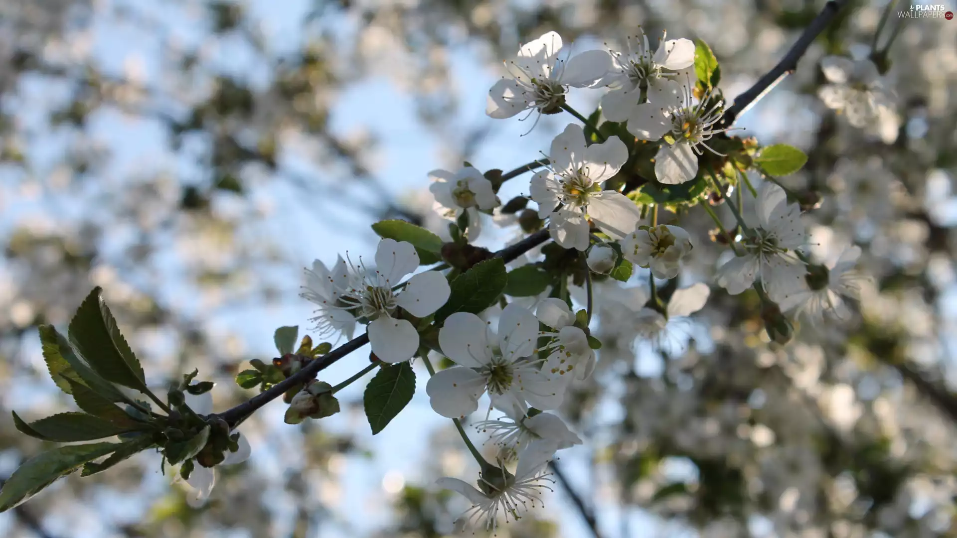 twig, leaves, Flowers, Fruit Tree, White