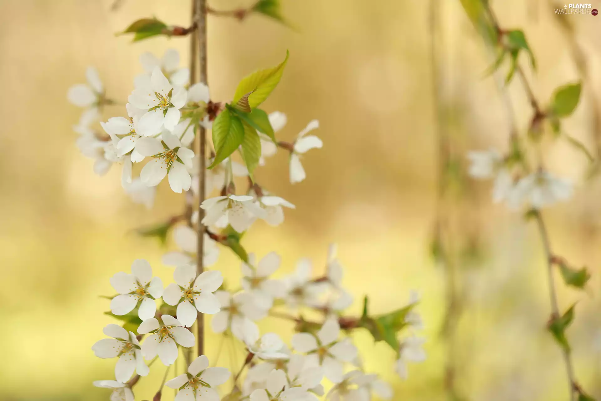 Twigs, cherry, Flowers, Fruit Tree, White