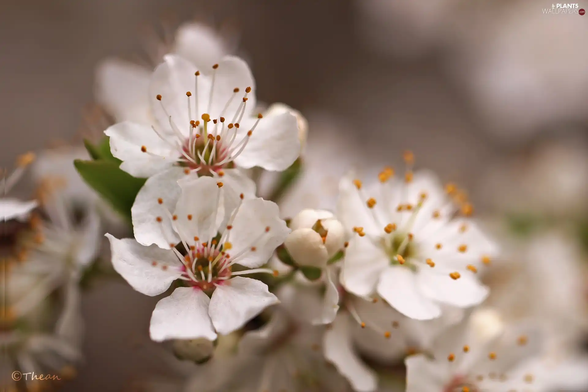 White, trees, fruit, Flowers