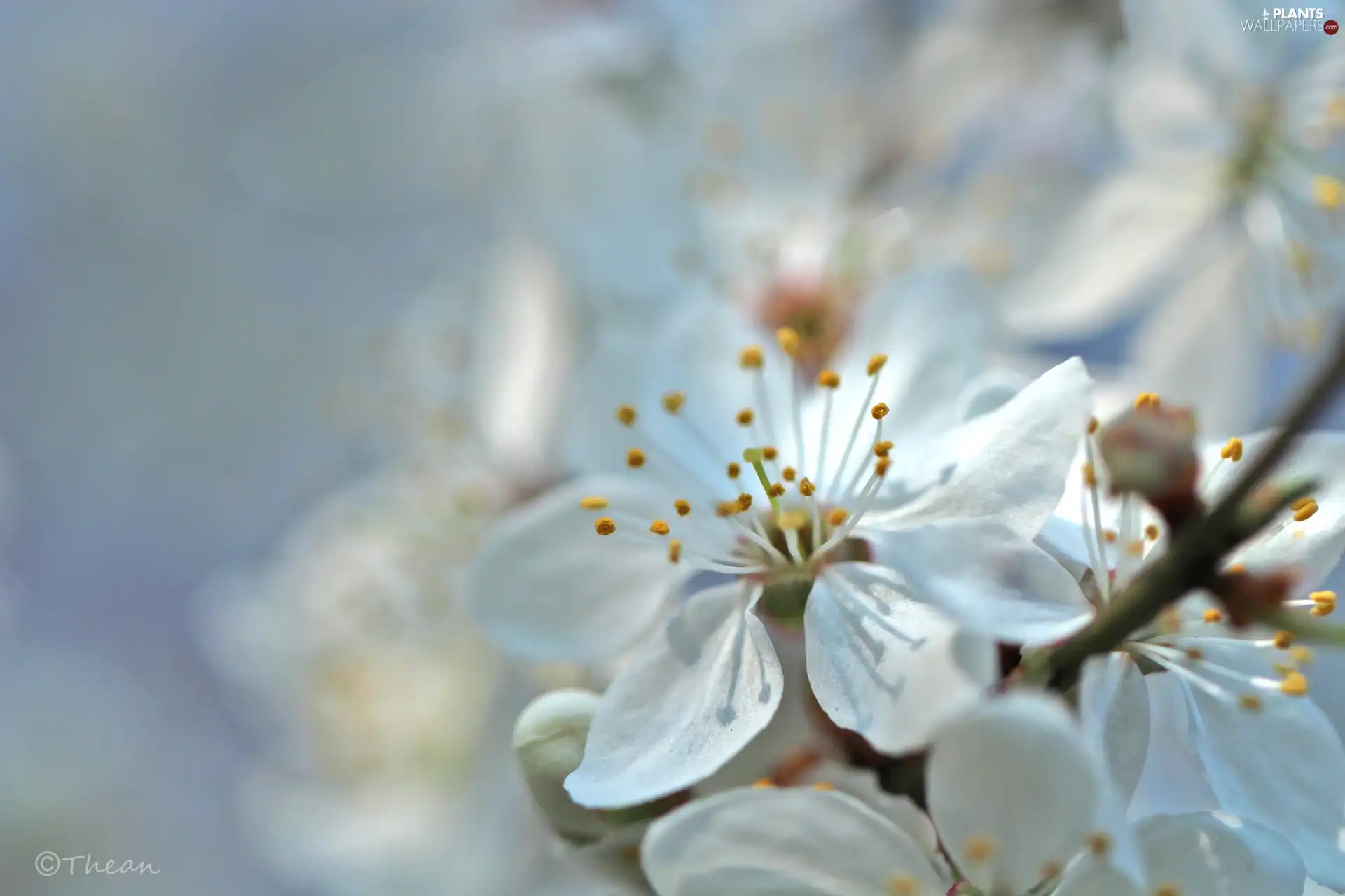 White, trees, fruit, Flowers