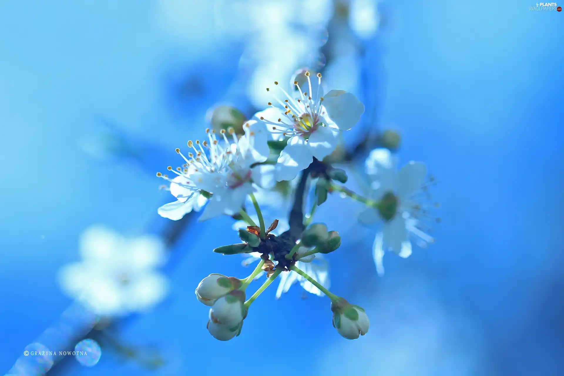 White, trees, fruit, Flowers