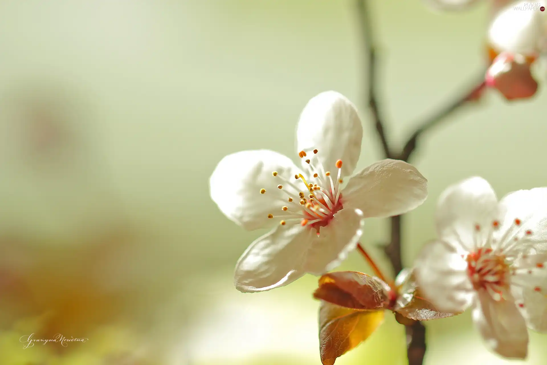 White, trees, fruit, Flowers