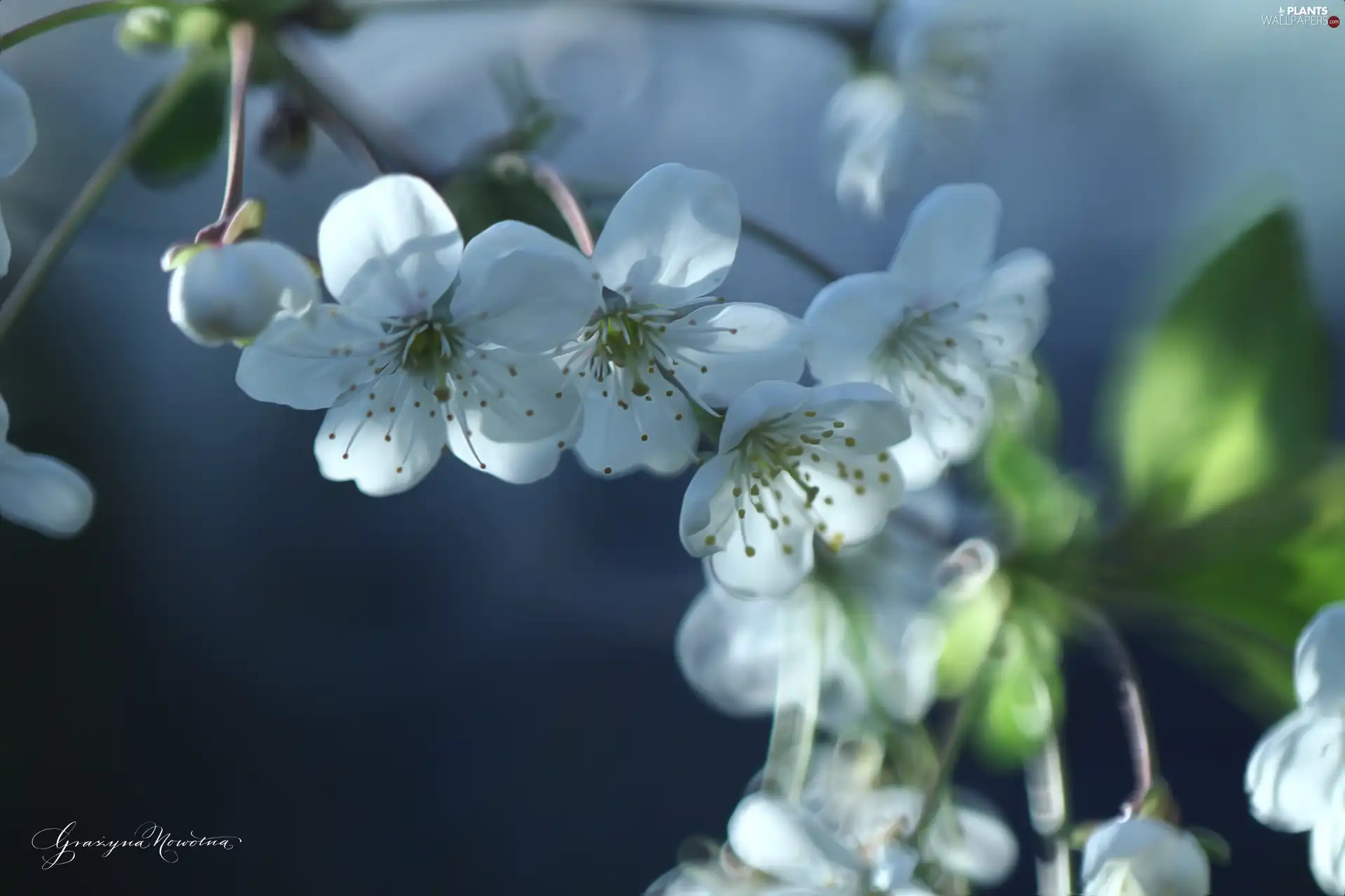 White, trees, fruit, Flowers