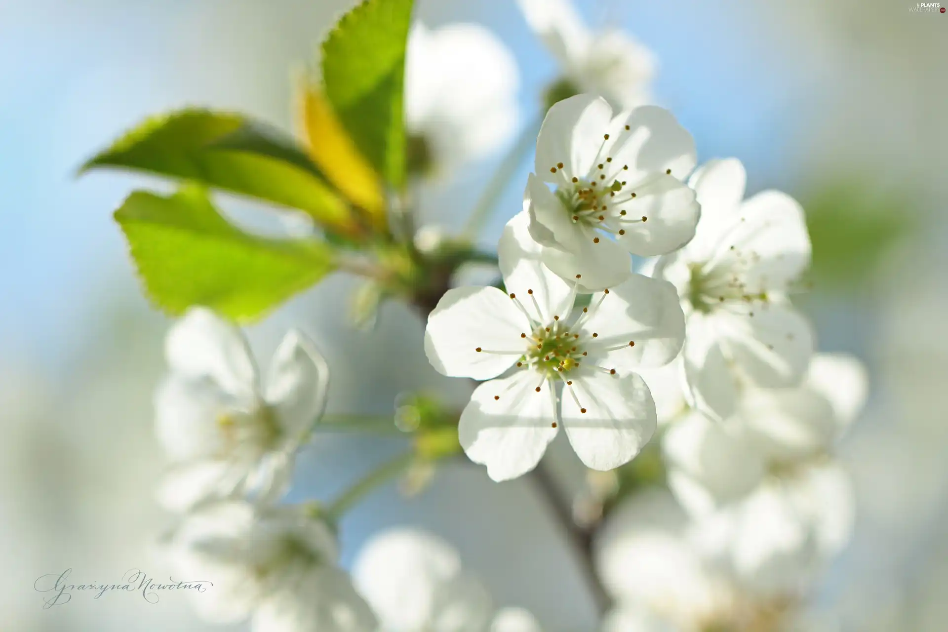 White, trees, fruit, Flowers