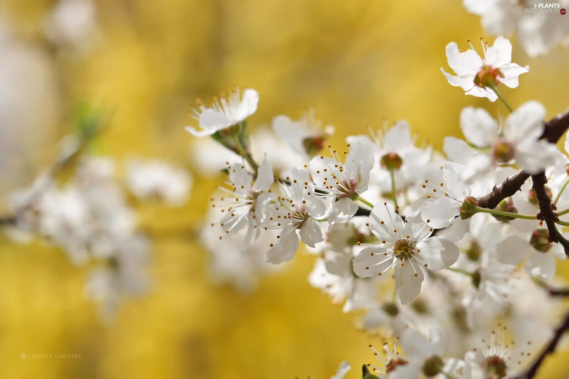 White, trees, fruit, Flowers