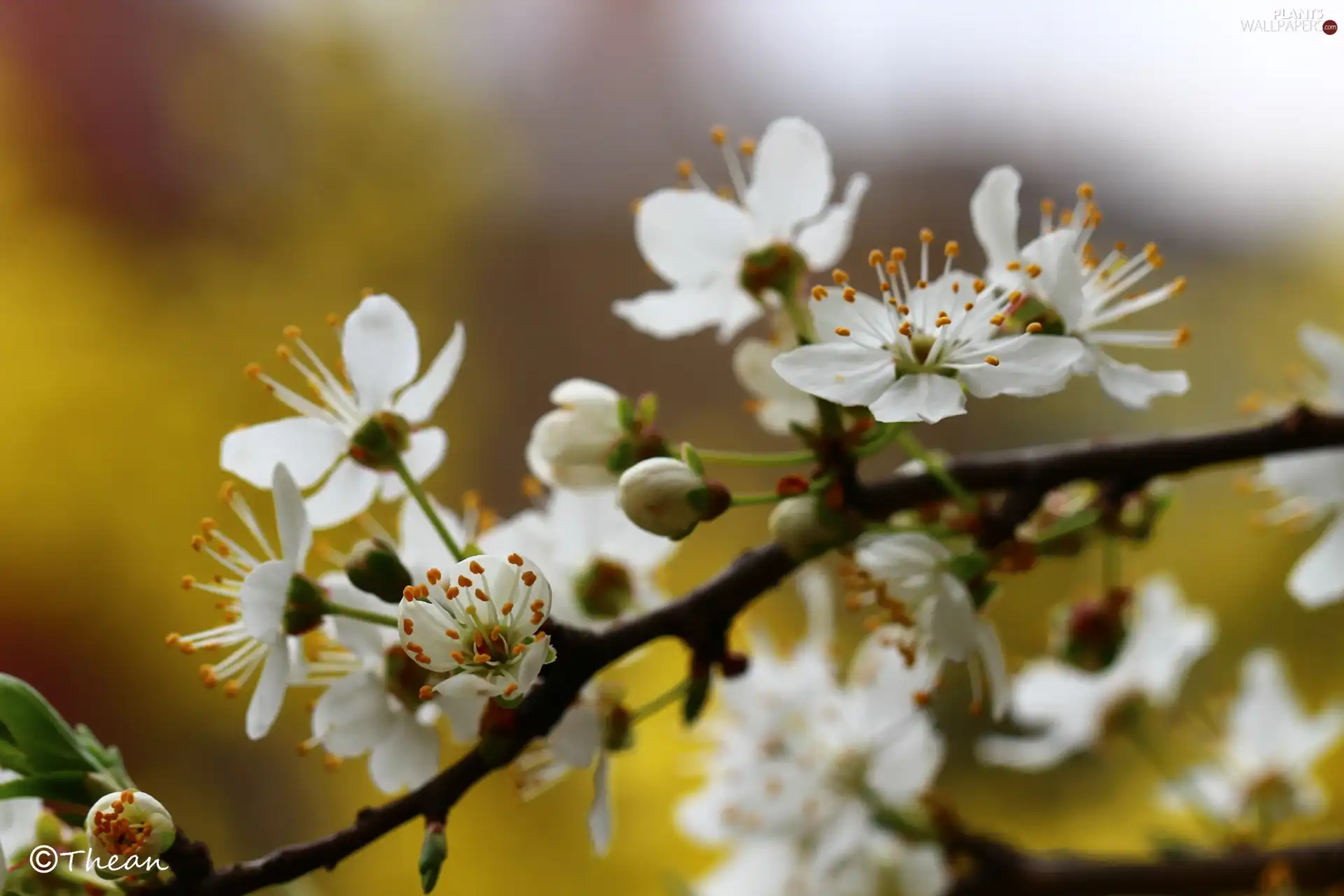 White, trees, fruit, Flowers