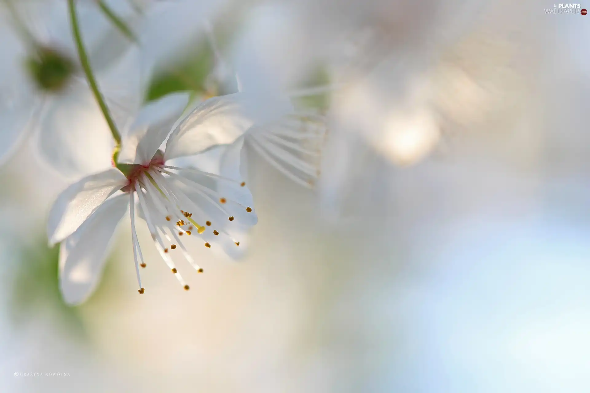 White, trees, fruit, Flowers