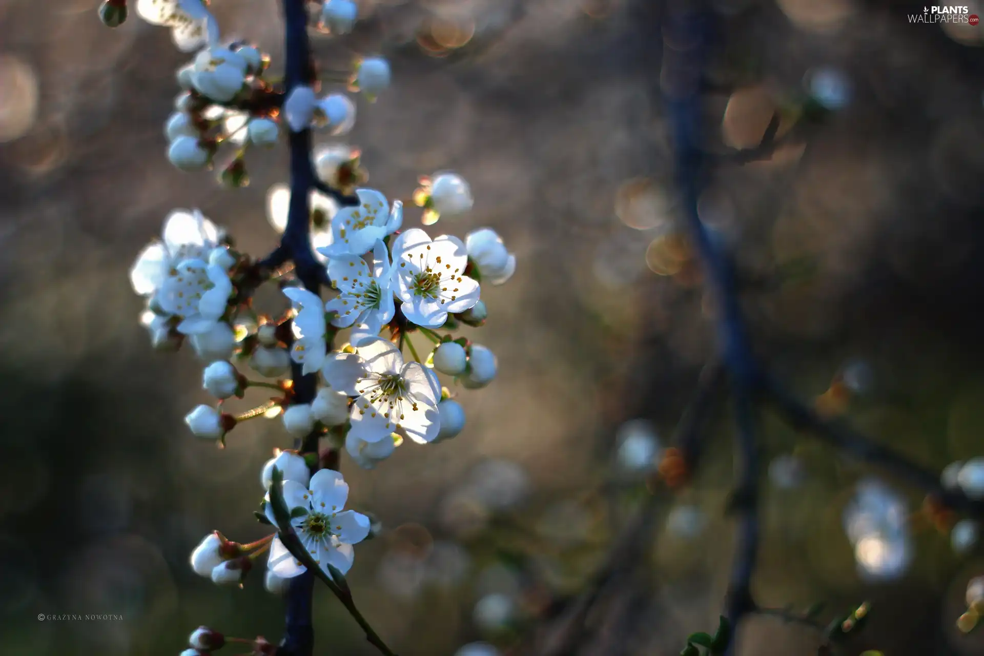 White, trees, fruit, Flowers