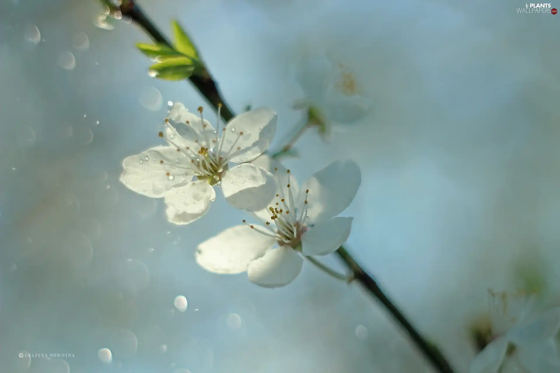 White, trees, fruit, Flowers