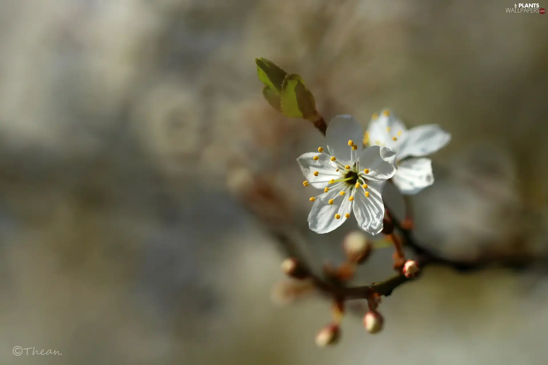 White, trees, fruit, Flowers