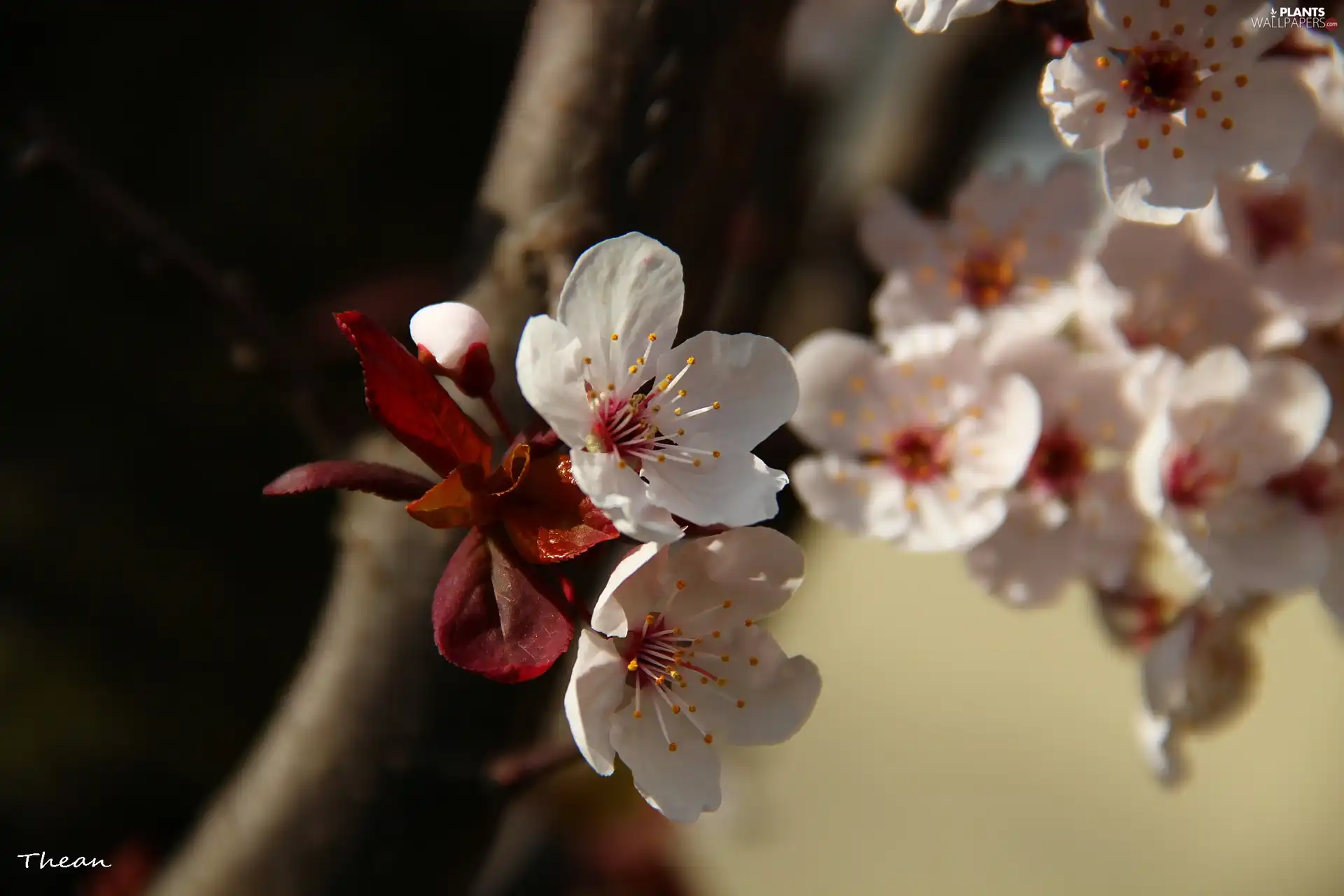 White, trees, fruit, Flowers