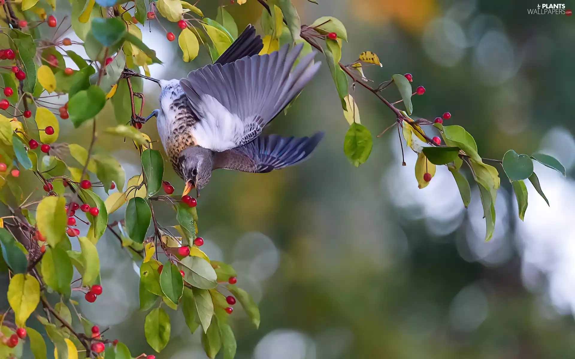 Twigs, fieldfare, Red, Fruits, Leaf, Bird
