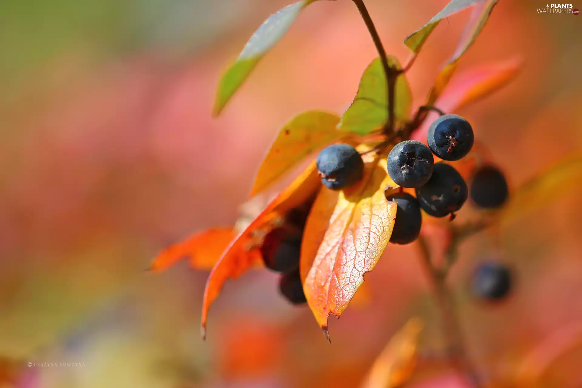 Fruits, Bush, Black