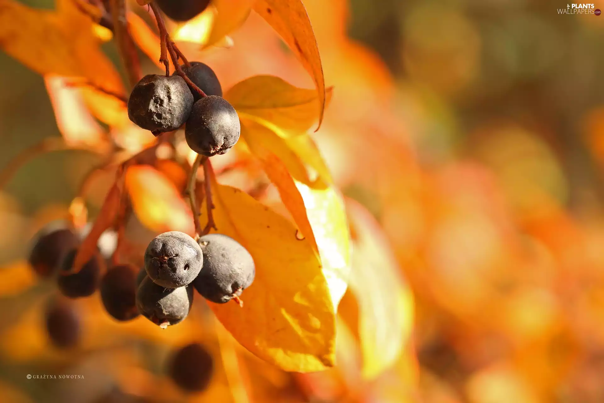 Fruits, Bush, Black