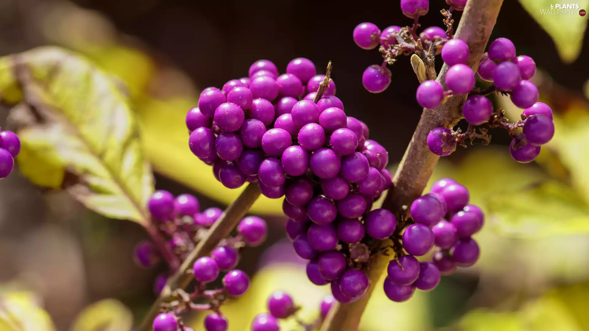 Bodinieri, branch pics, Fruits