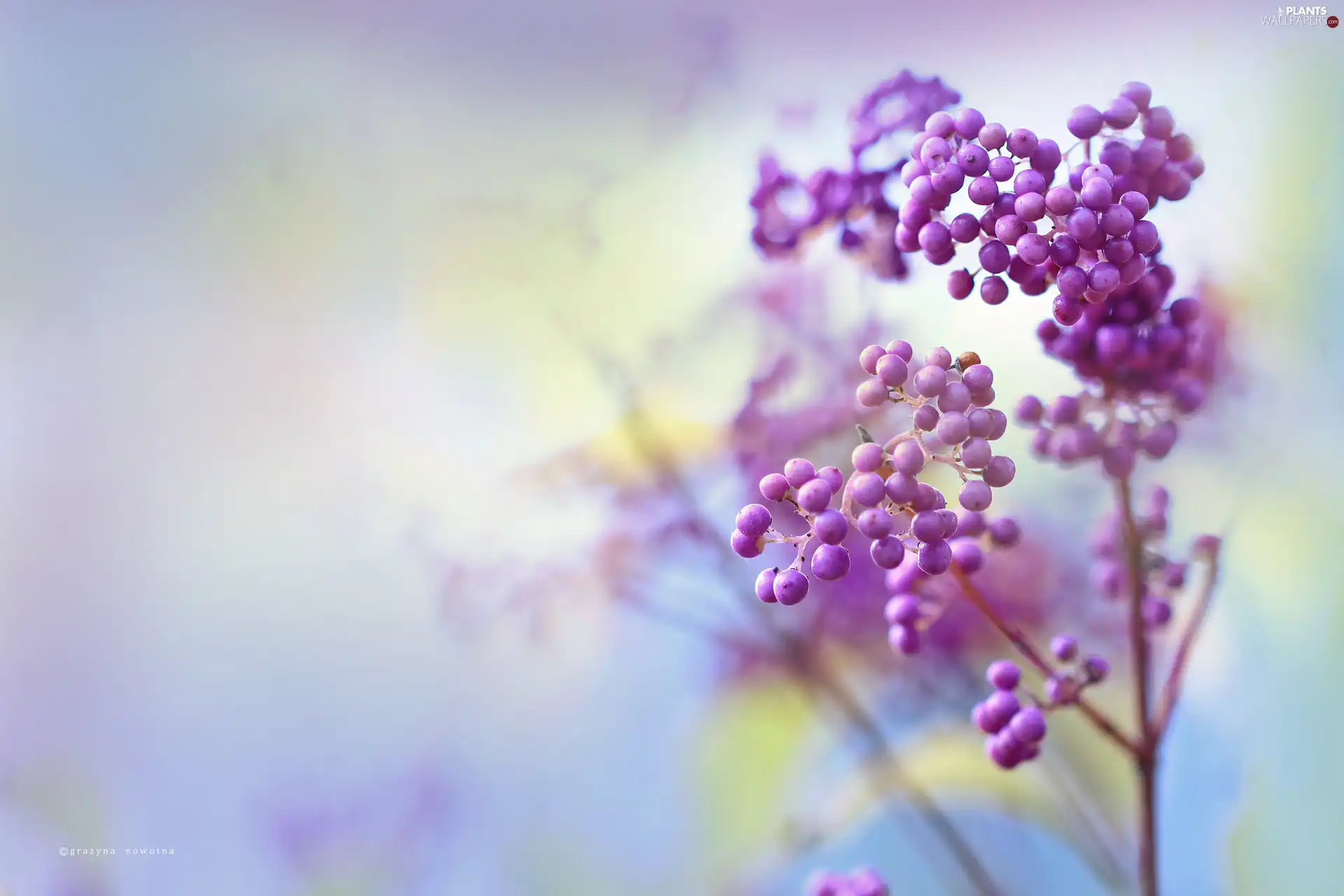 Bodinieri, purple, Fruits, Bush