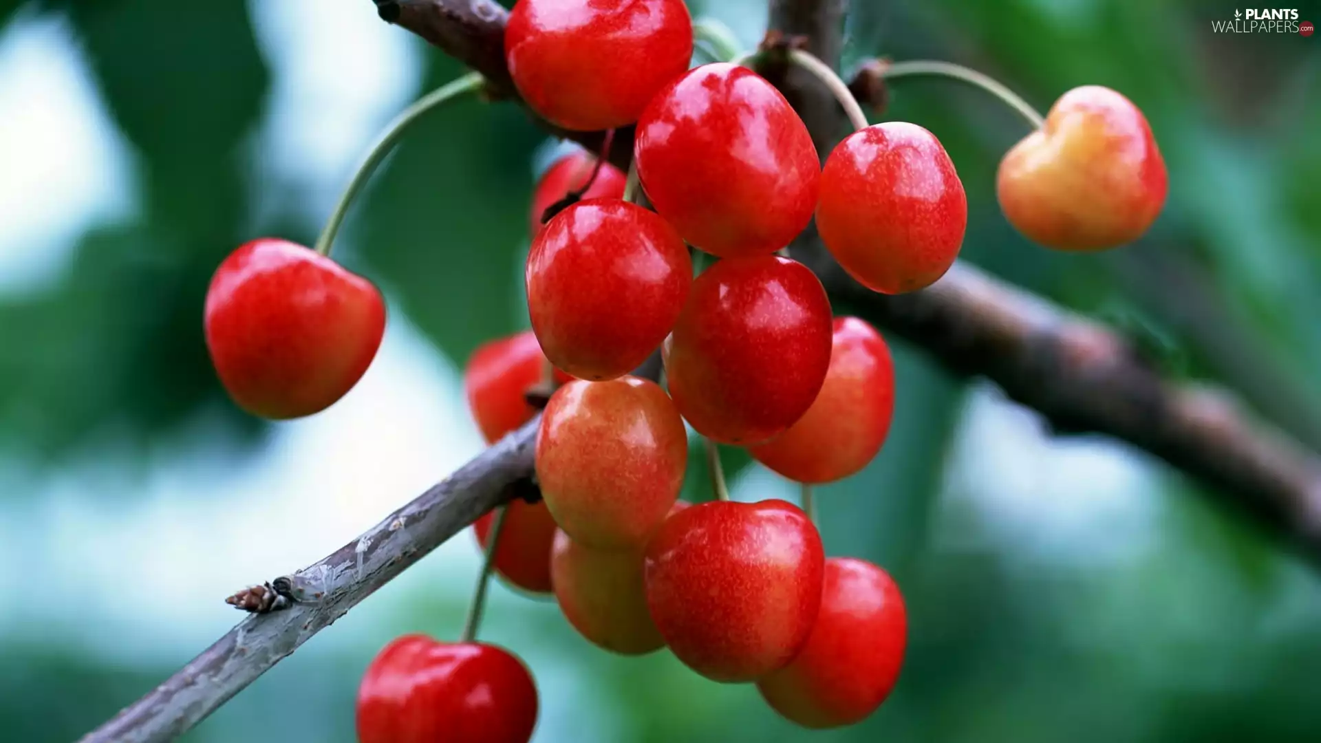 Fruits, cherry, branch