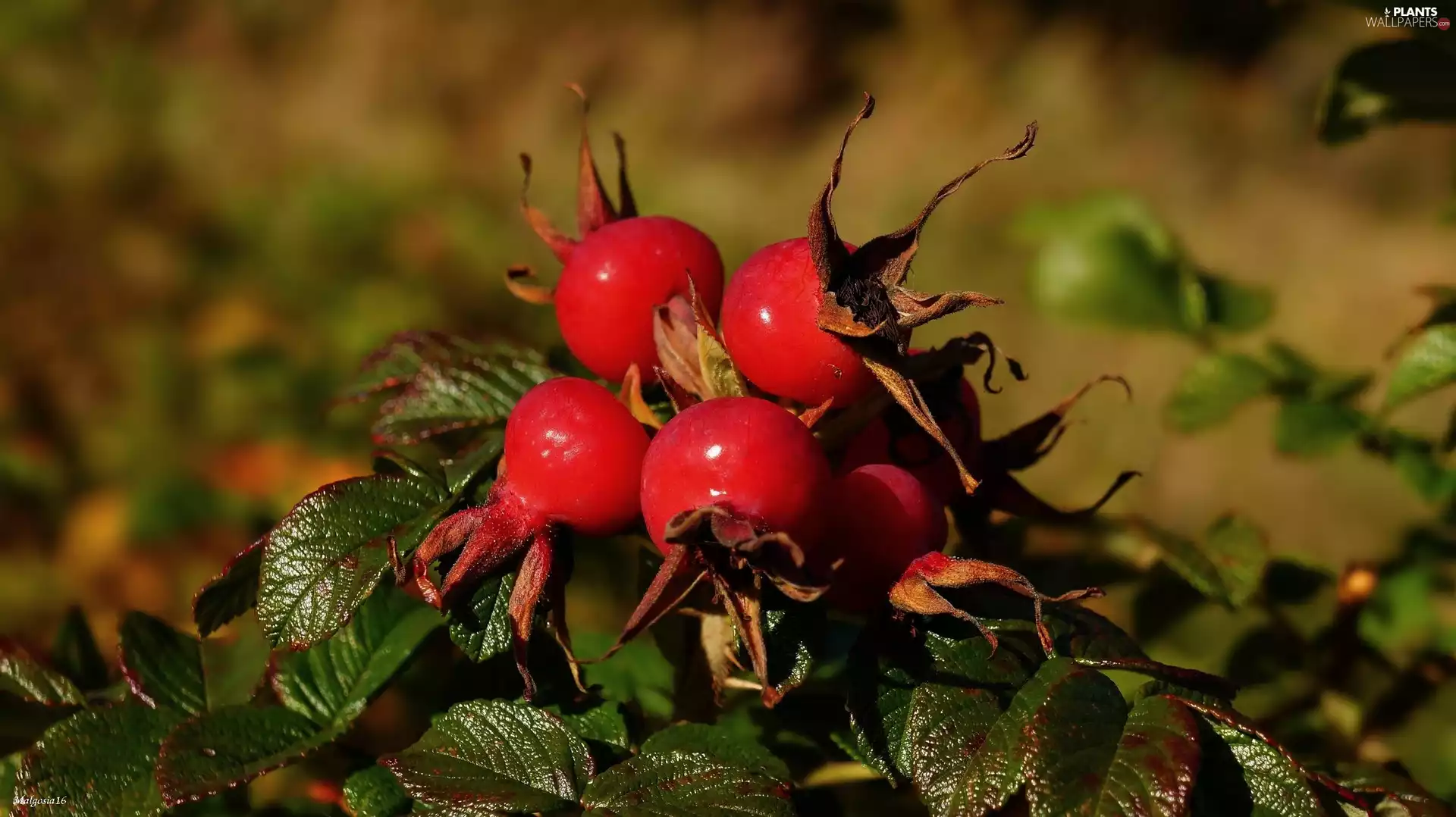 Red, Fruits, Bush, Leaf, Briar