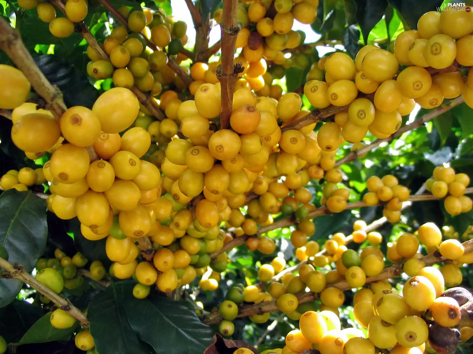 Yellow, Fruits, coffee, maturing, trees