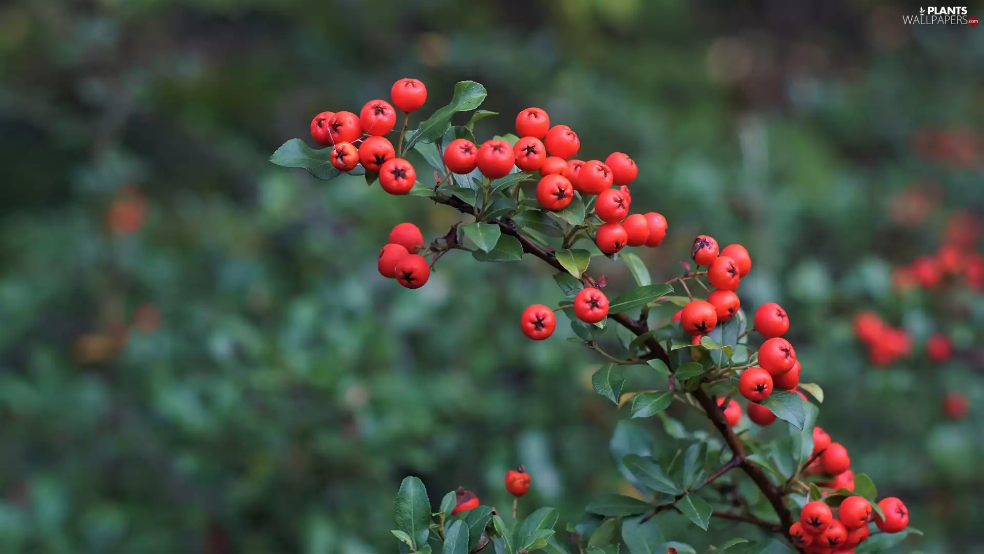 Red, Fruits, cotoneaster, twig, Bush