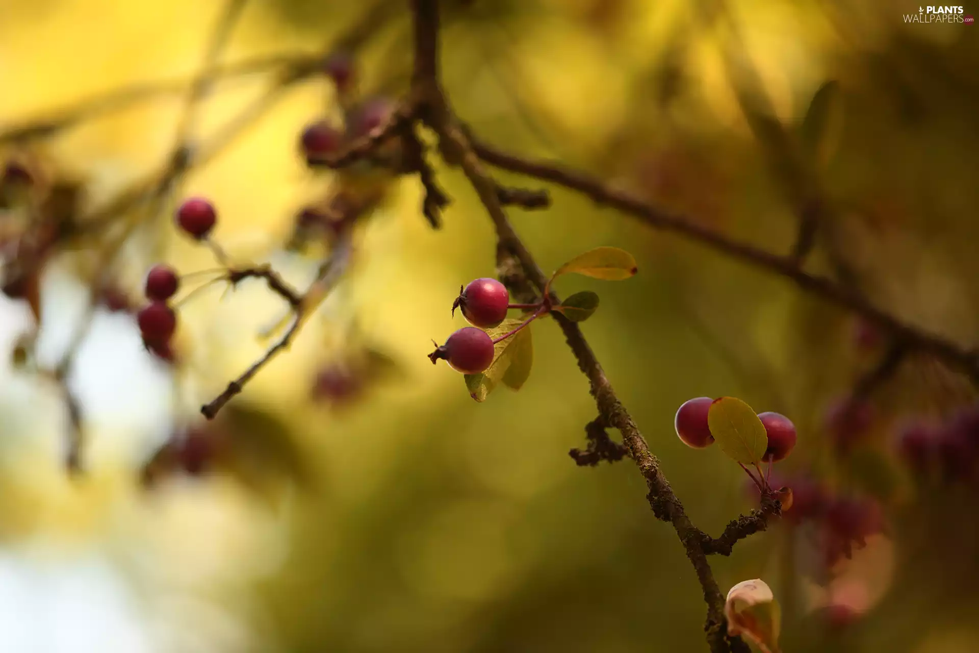 Paradise, Fruits, Fruit Tree, apples