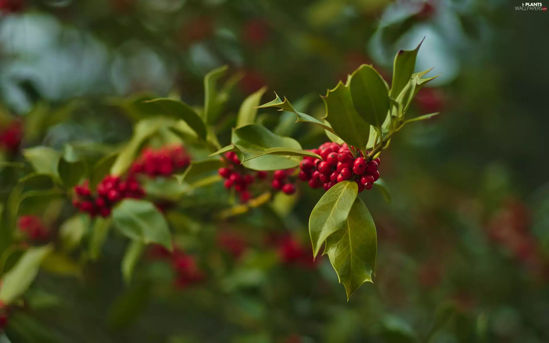 holly, branch, Leaf, Fruits