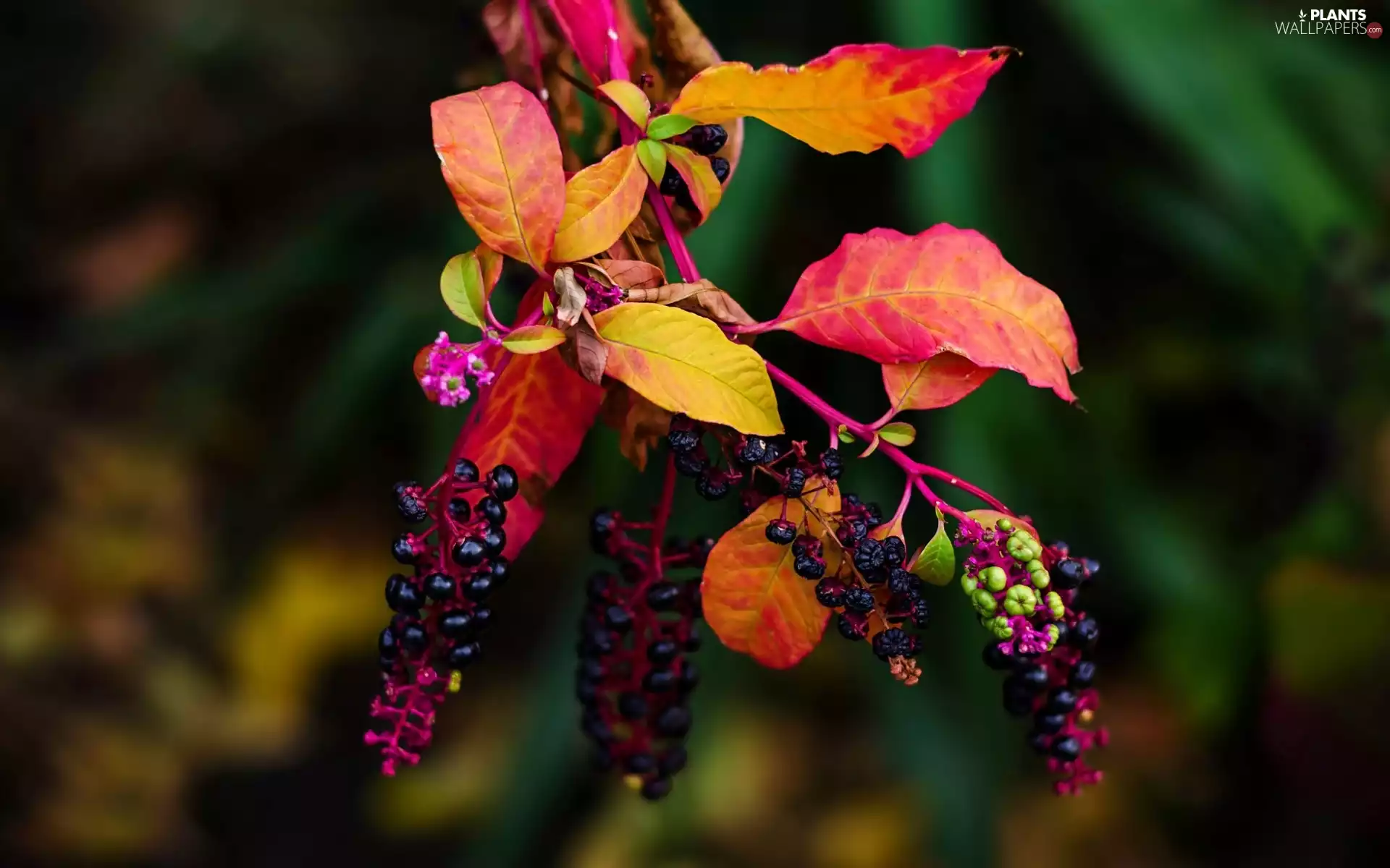 color, branch, Leaf, Fruits, trees, Autumn, Park