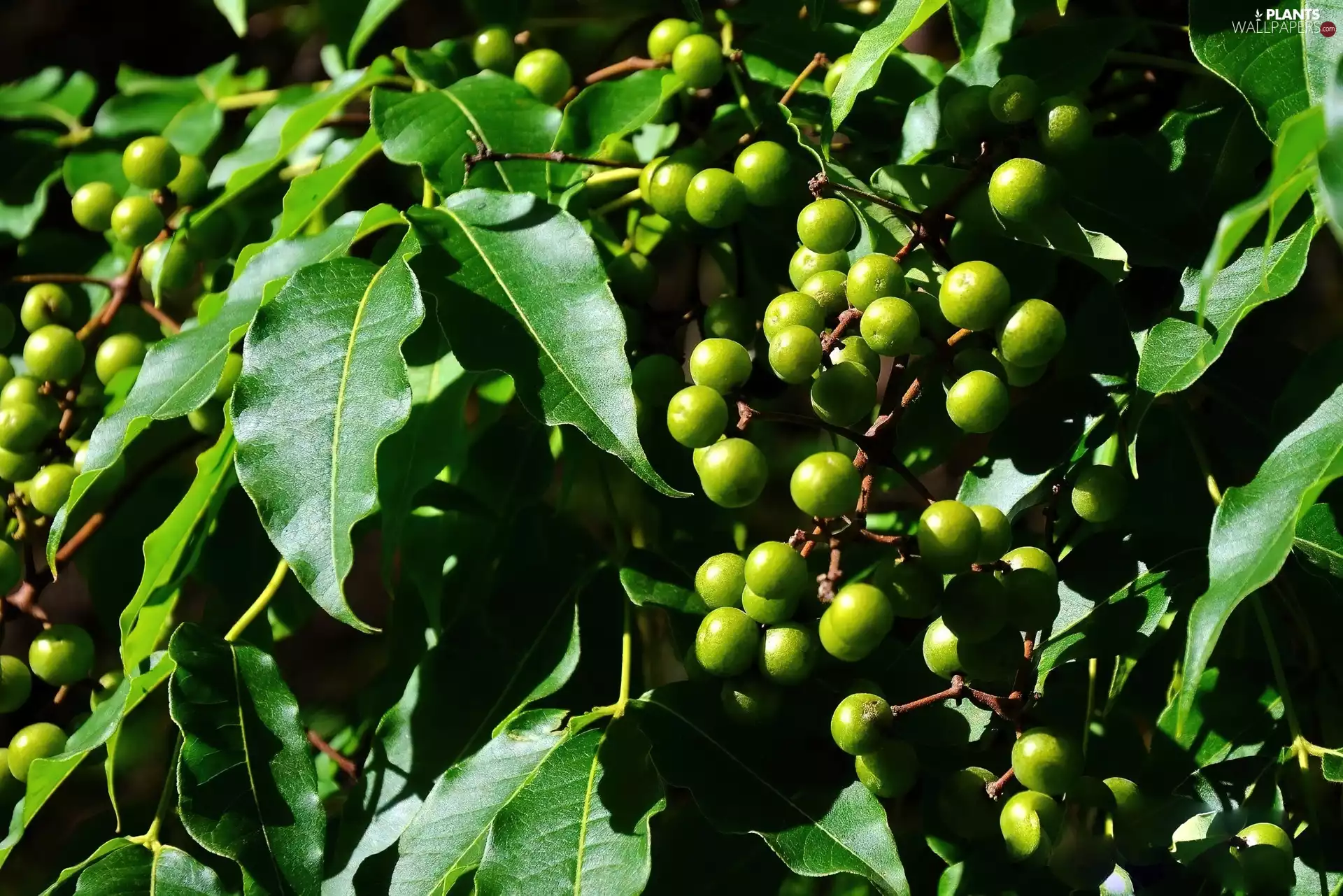 Leaf, green ones, Fruits