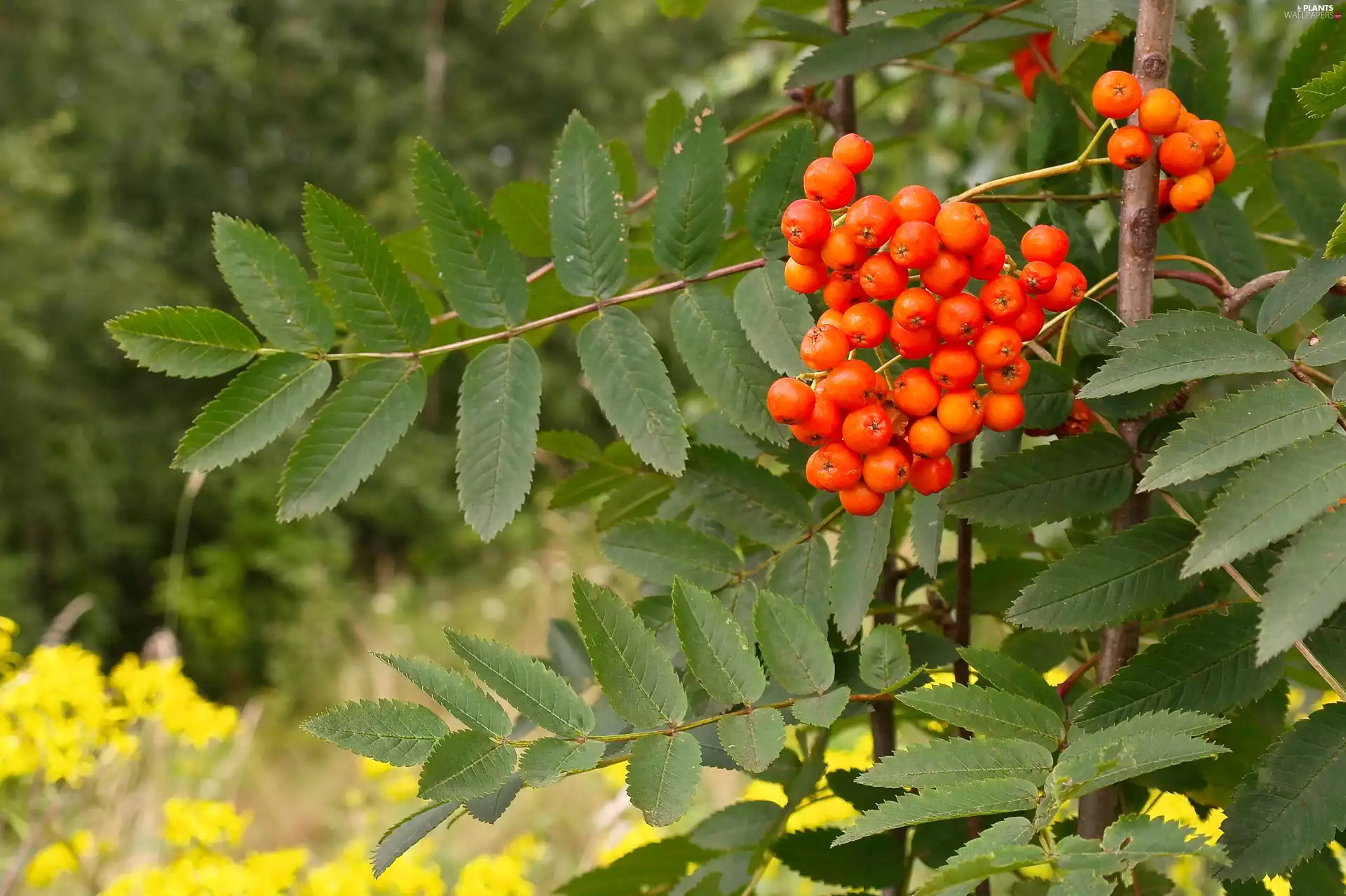 Fruits, Plant, Leaf